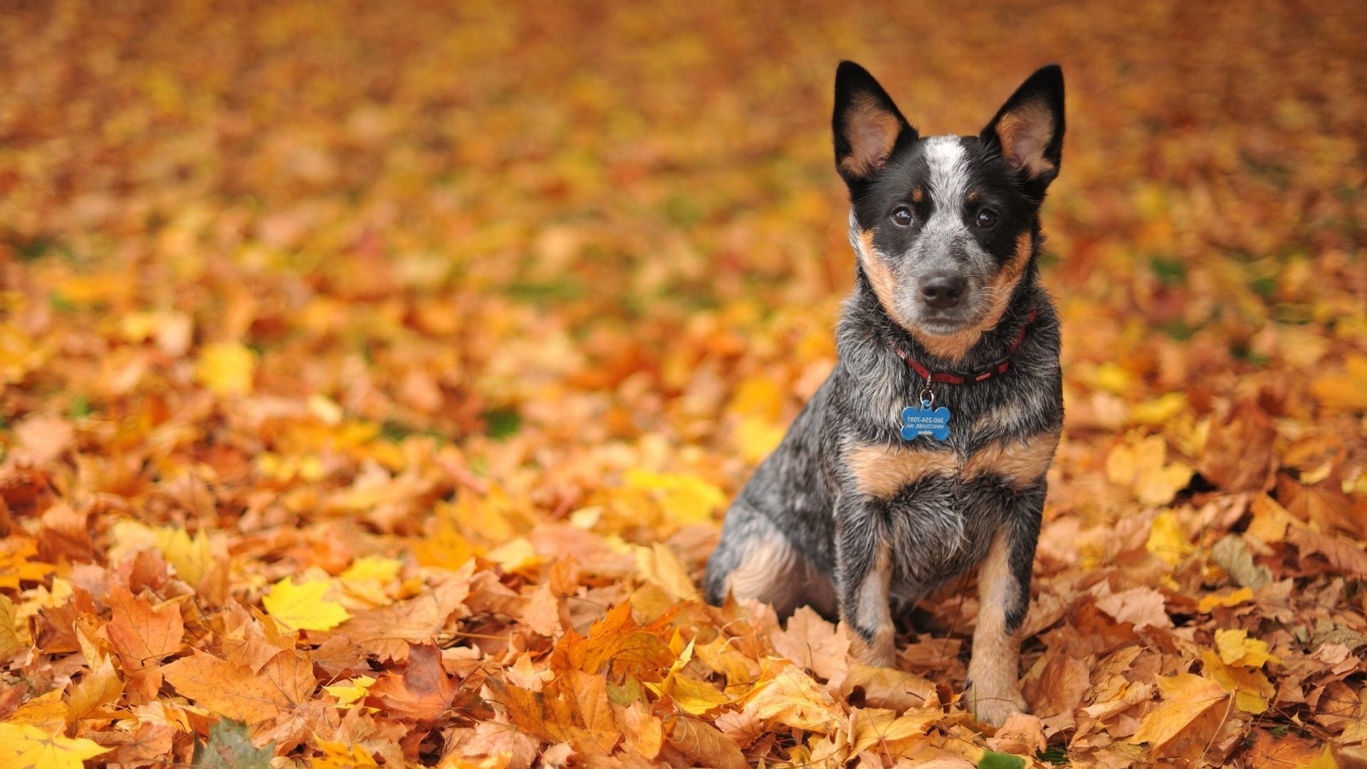 Australian shepherd puppy on the autumn leaves Desktop wallpaper 1280x800