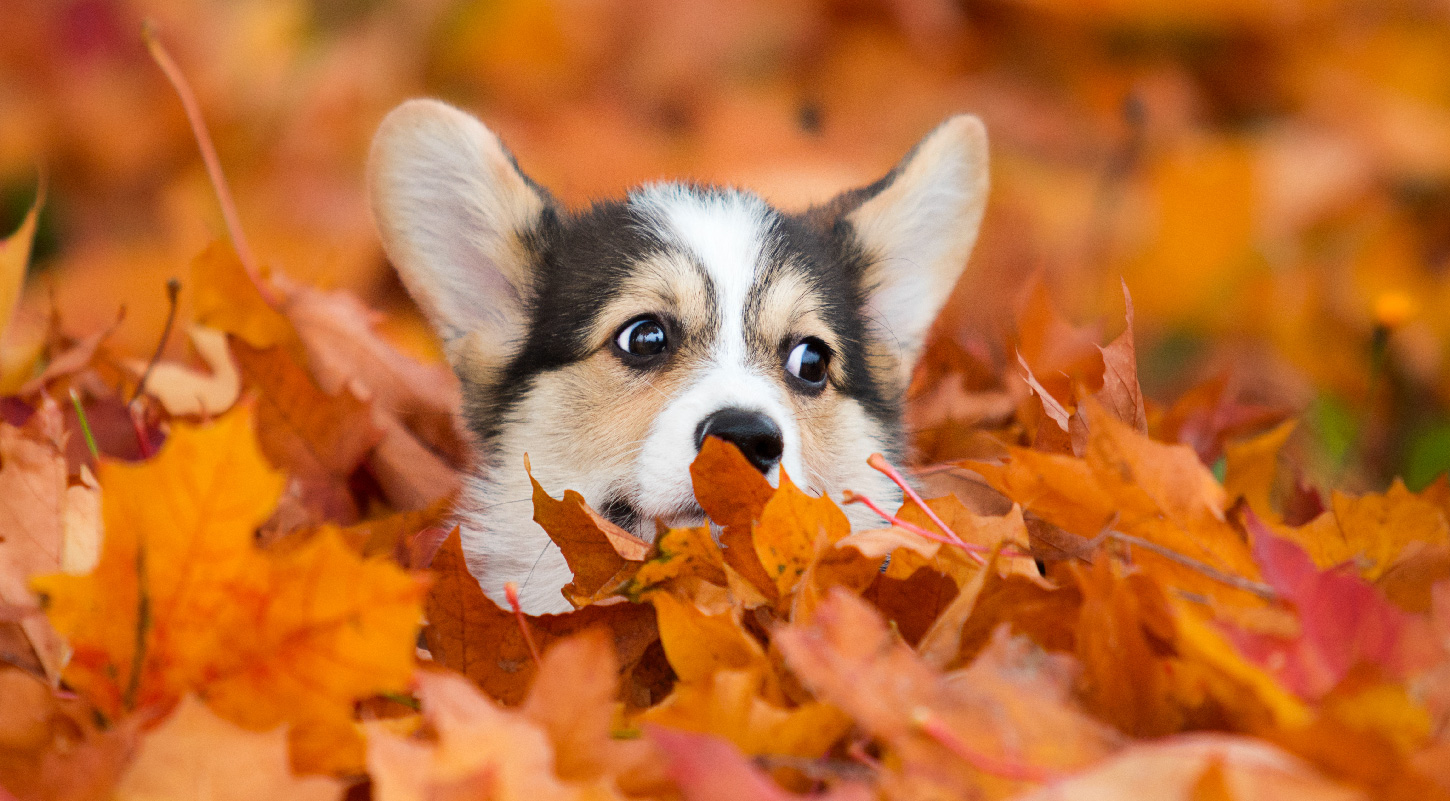 The Ultimate Fall Activities for Your Dog. Ultimates Pet Food