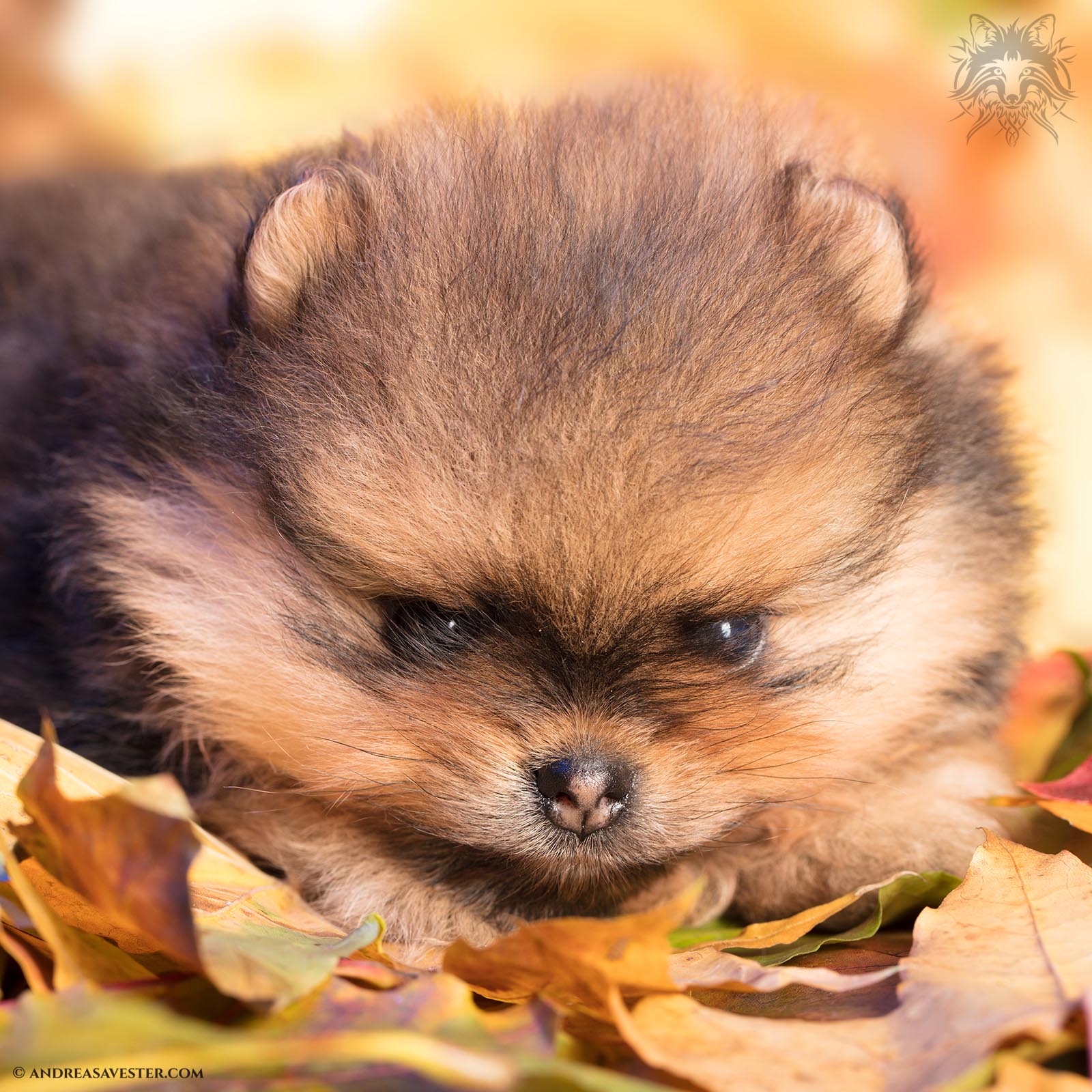 Autumn Themed Photo of a Pomeranian Puppy of Andreas Avester