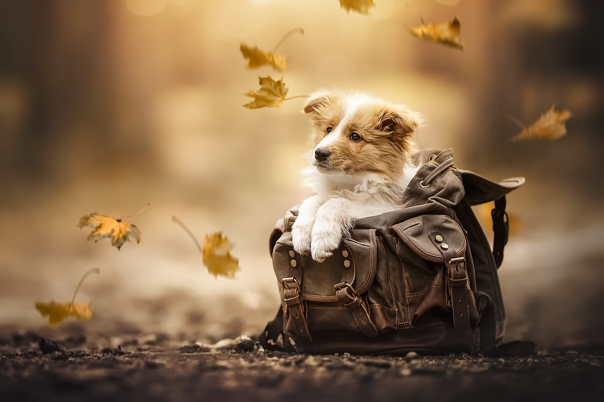 Puppy HD Wallpaper and Background
