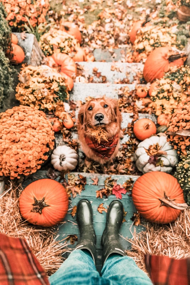 Oh My Gourd You'll Love These Fall Vibes Dogs With Two. Fall picture, Fall dog, Fall vibes