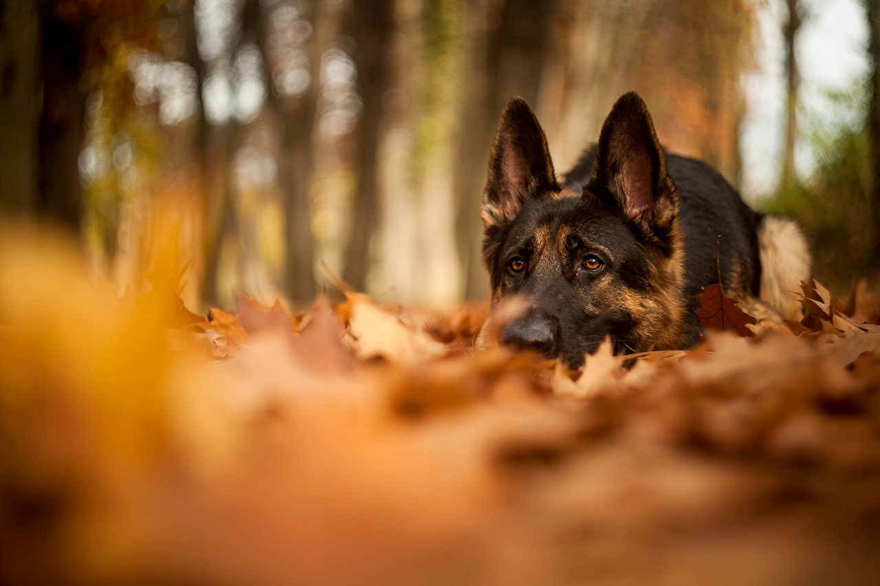 Image Shepherd German Shepherd dog Autumn animal