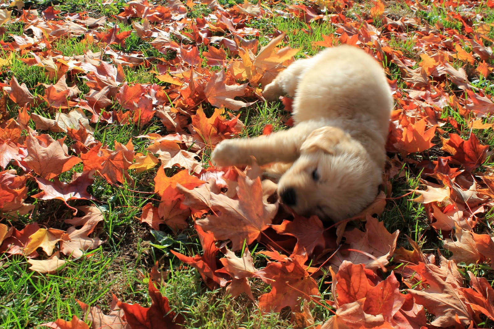 Free download Puppy In Leaves Autumn leaves and a puppy [1600x1067] for your Desktop, Mobile & Tablet. Explore Fall Wallpaper with Dogs. Free Fall Wallpaper with Pumpkins, Free Christmas