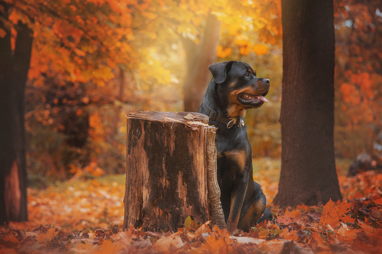 Rottweiler Autumn Forest