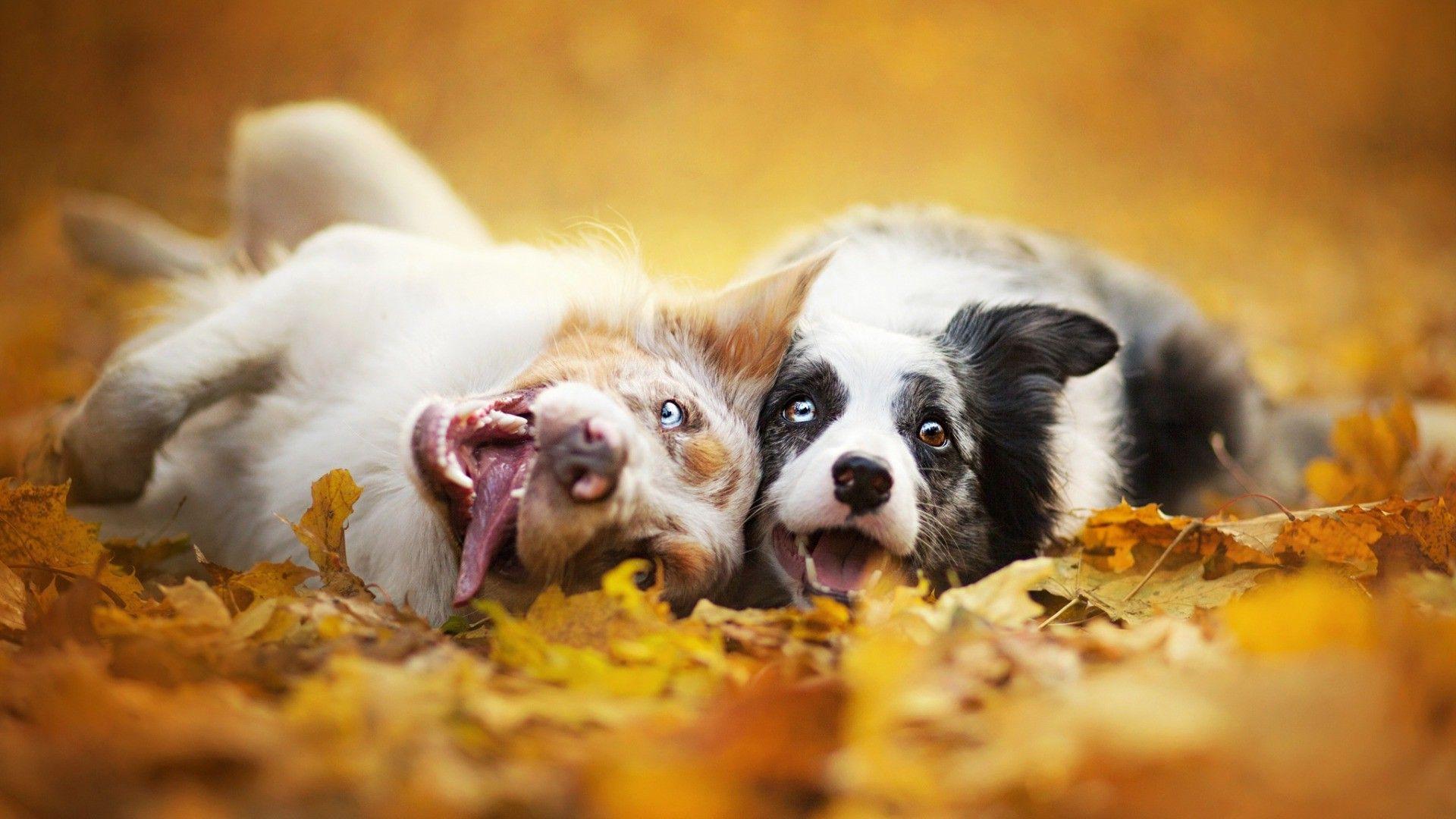 Fall Dog Wallpaper