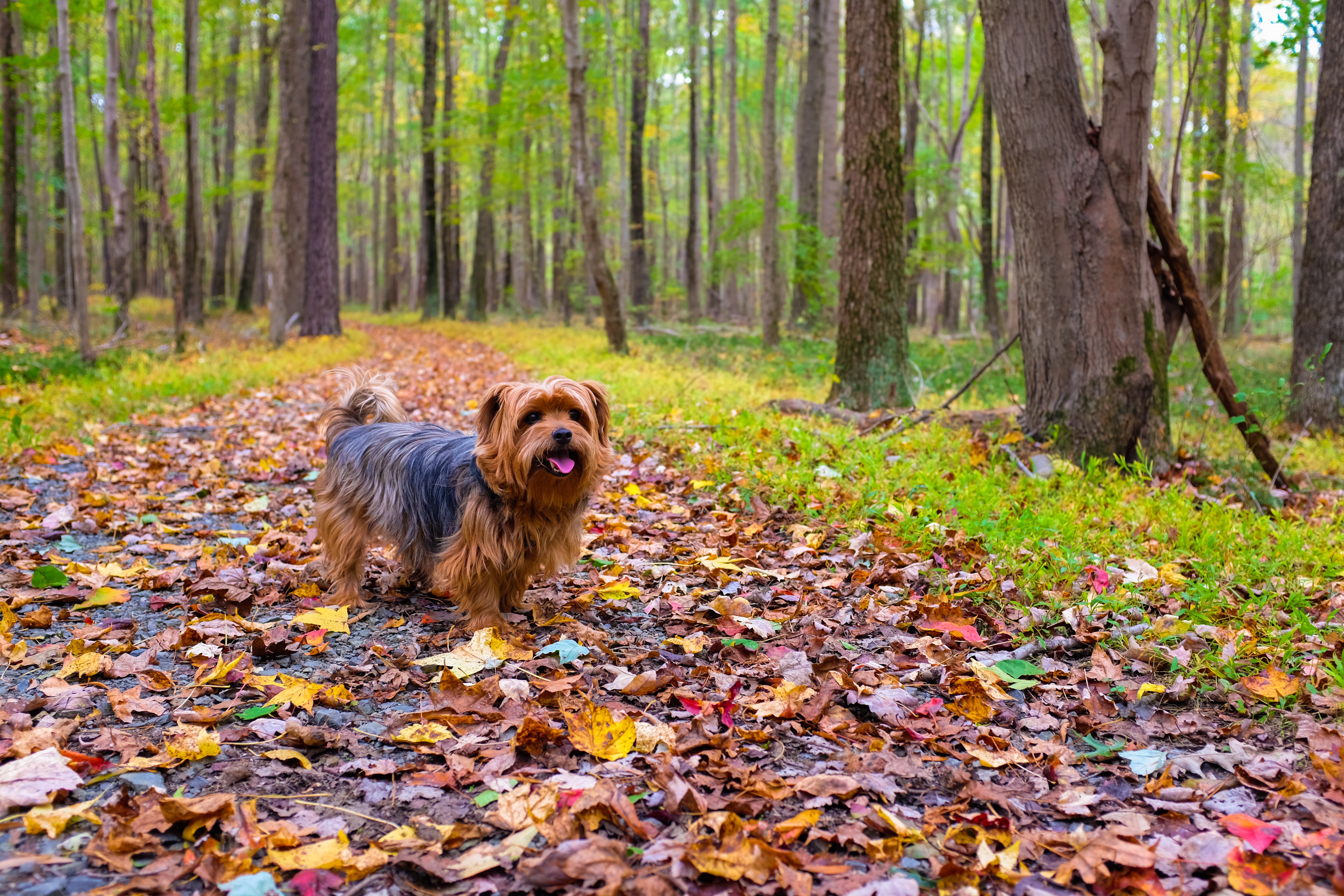 Wallpaper, dog, autumn, park, walk 4896x3264