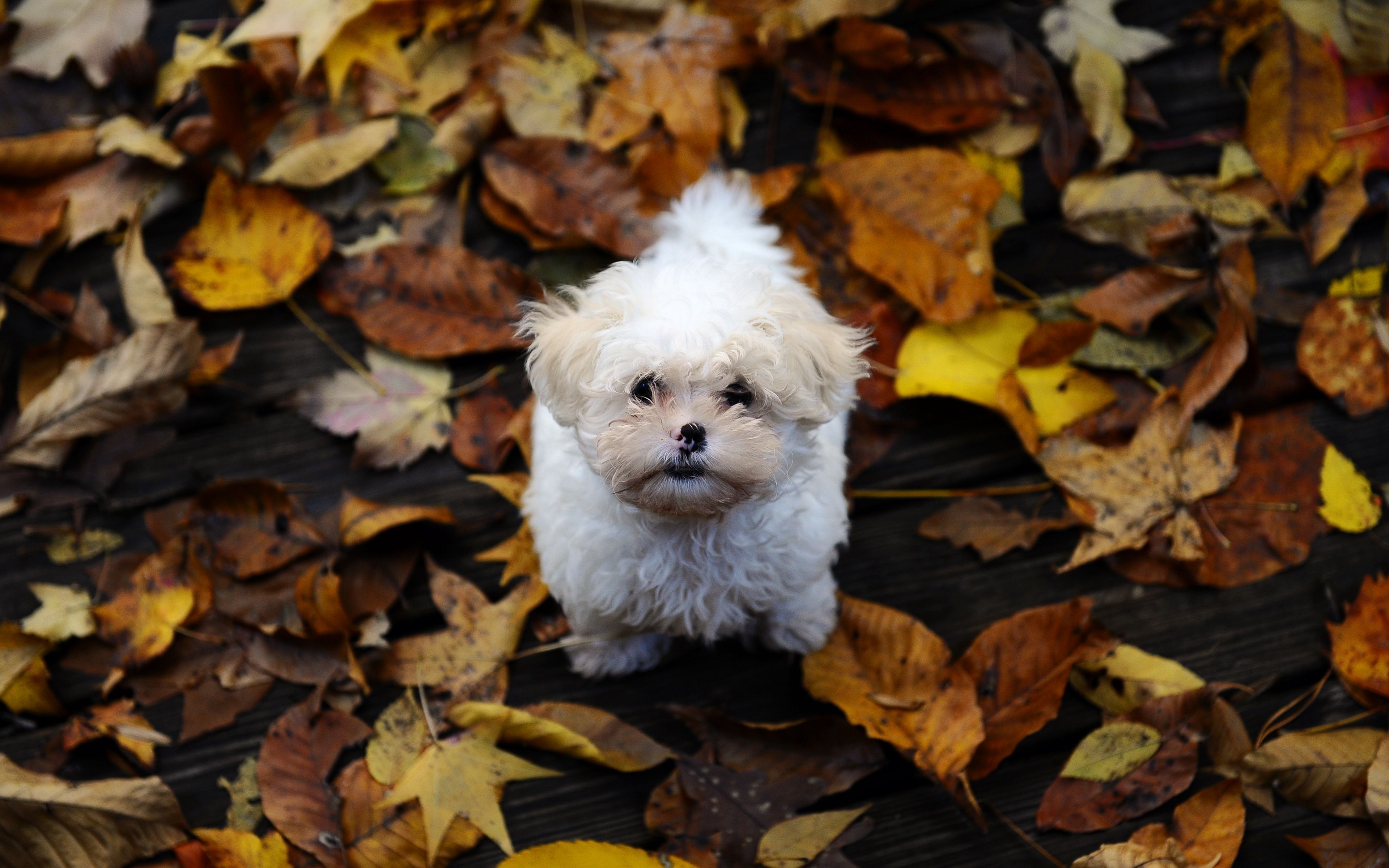Download wallpaper 3840x2400 puppy, furry, dirt, leaves, autumn 4k ultra HD 16:10 HD background