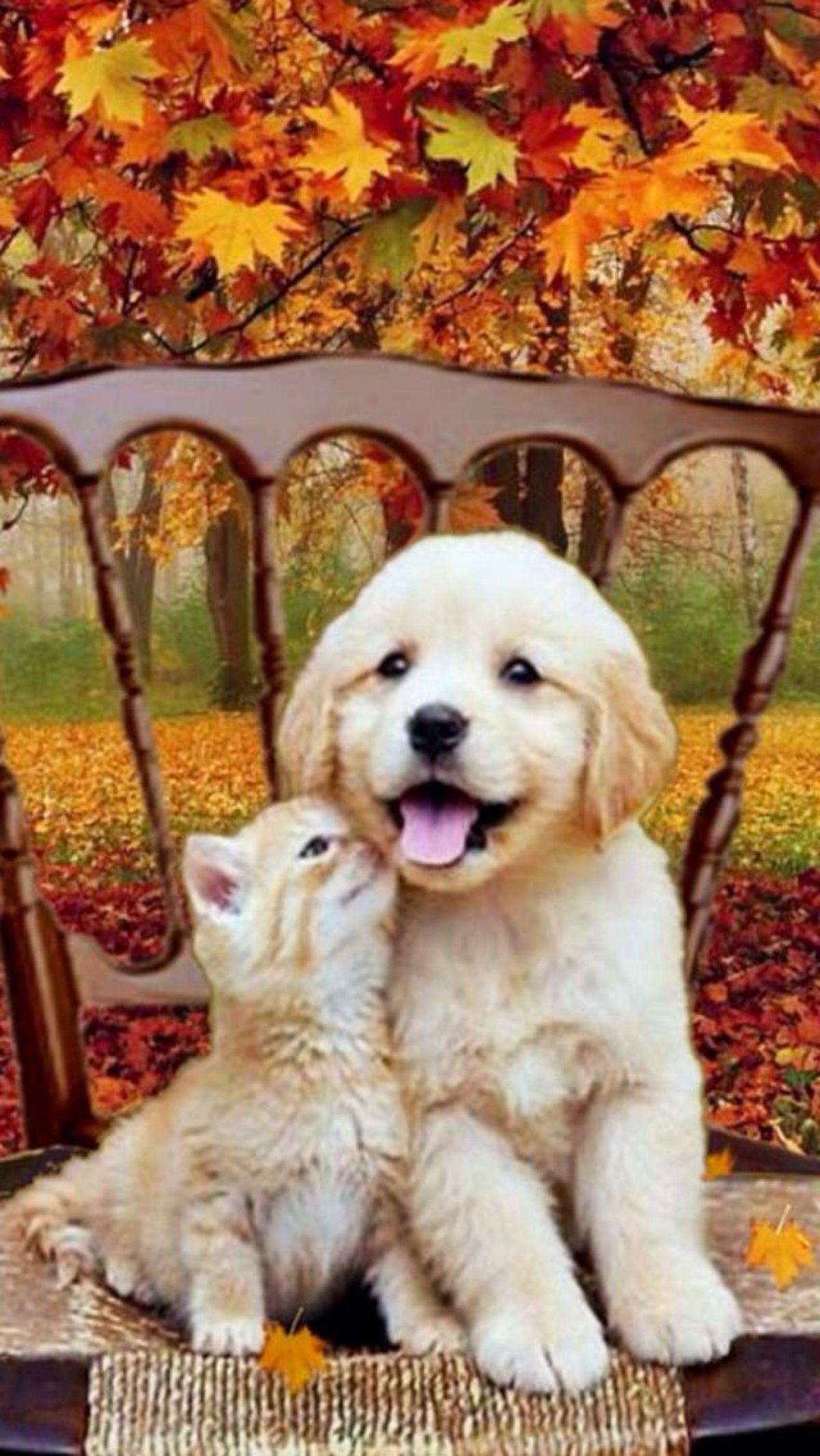 Cute kitten and puppy autumn Wallpaper Download