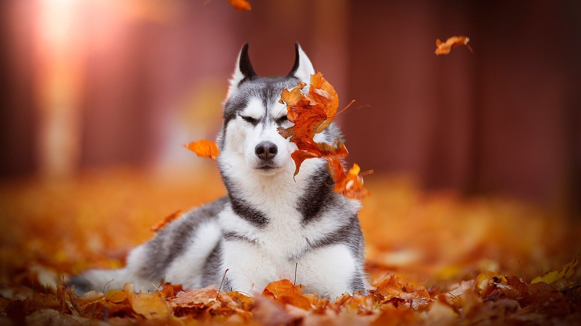 Desktop Wallpaper Husky, Calm, Dog, Autumn, HD Image, Picture, Background, 990c21