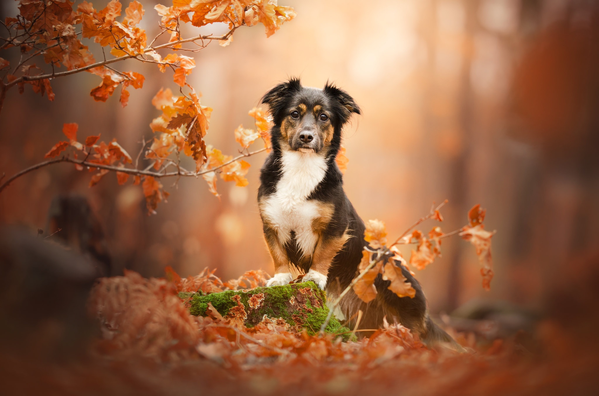 HD desktop wallpaper: Dogs, Dog, Fall, Animal download free picture