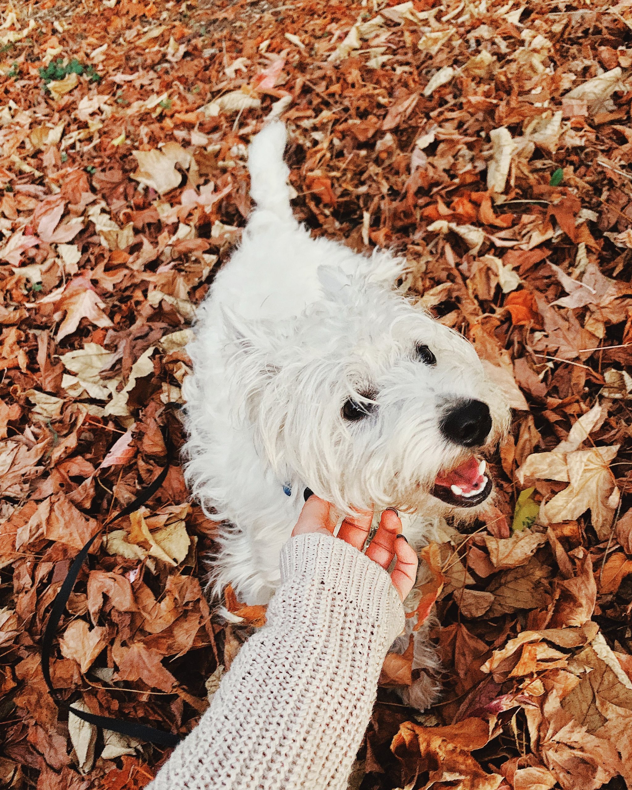 Autumn Wallpaper with Sami the Westie