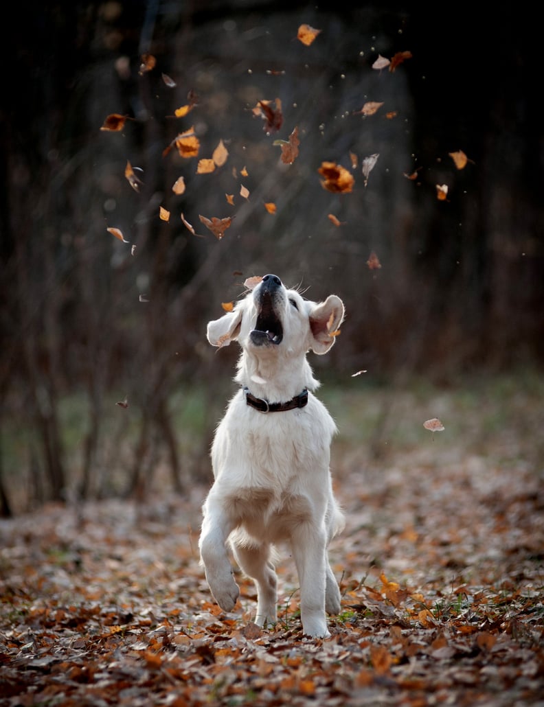 Cute Photo of Dogs in the Fall