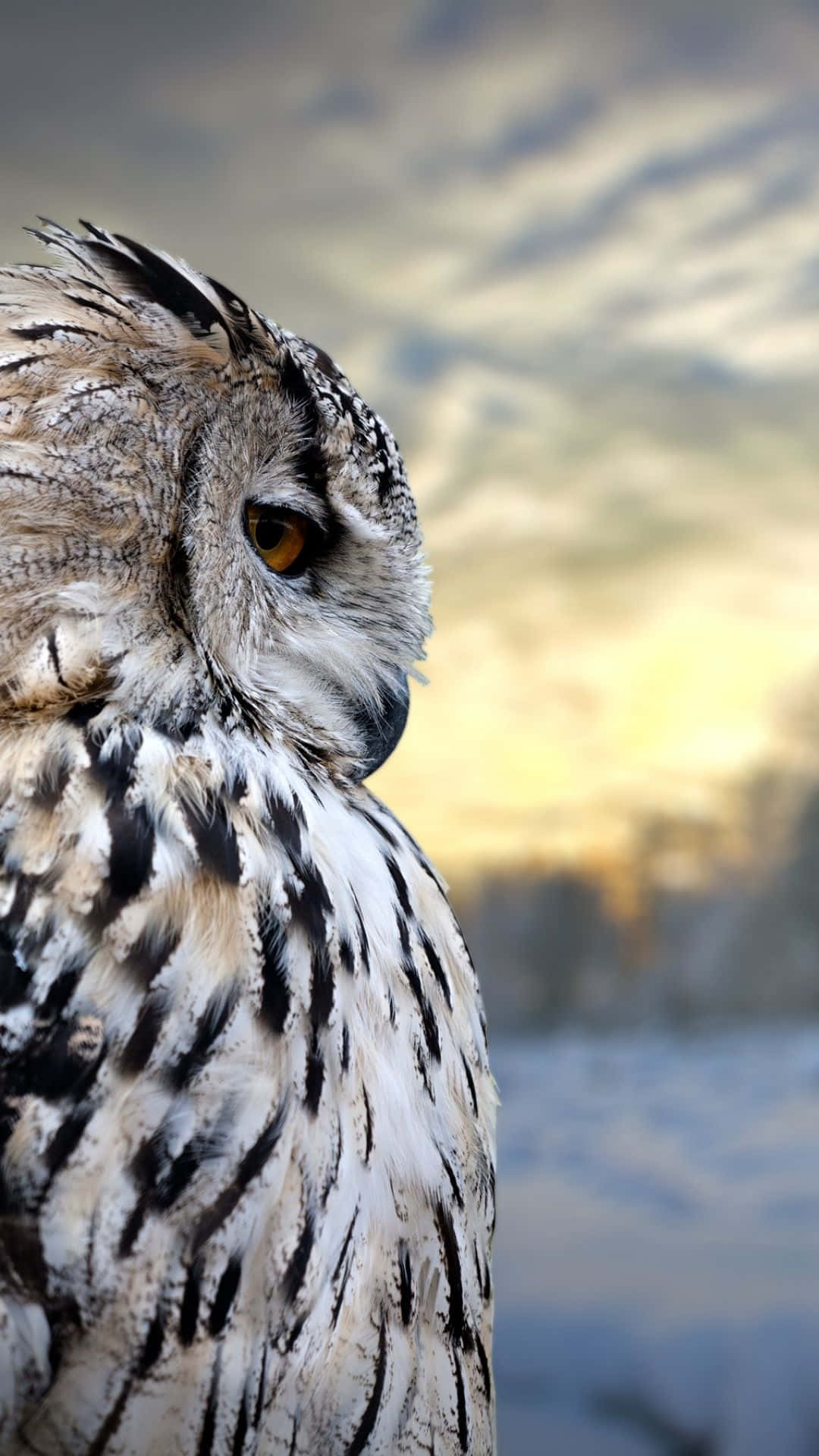 Download A Close Up Of An Owl With Watchful, Knowing Eyes