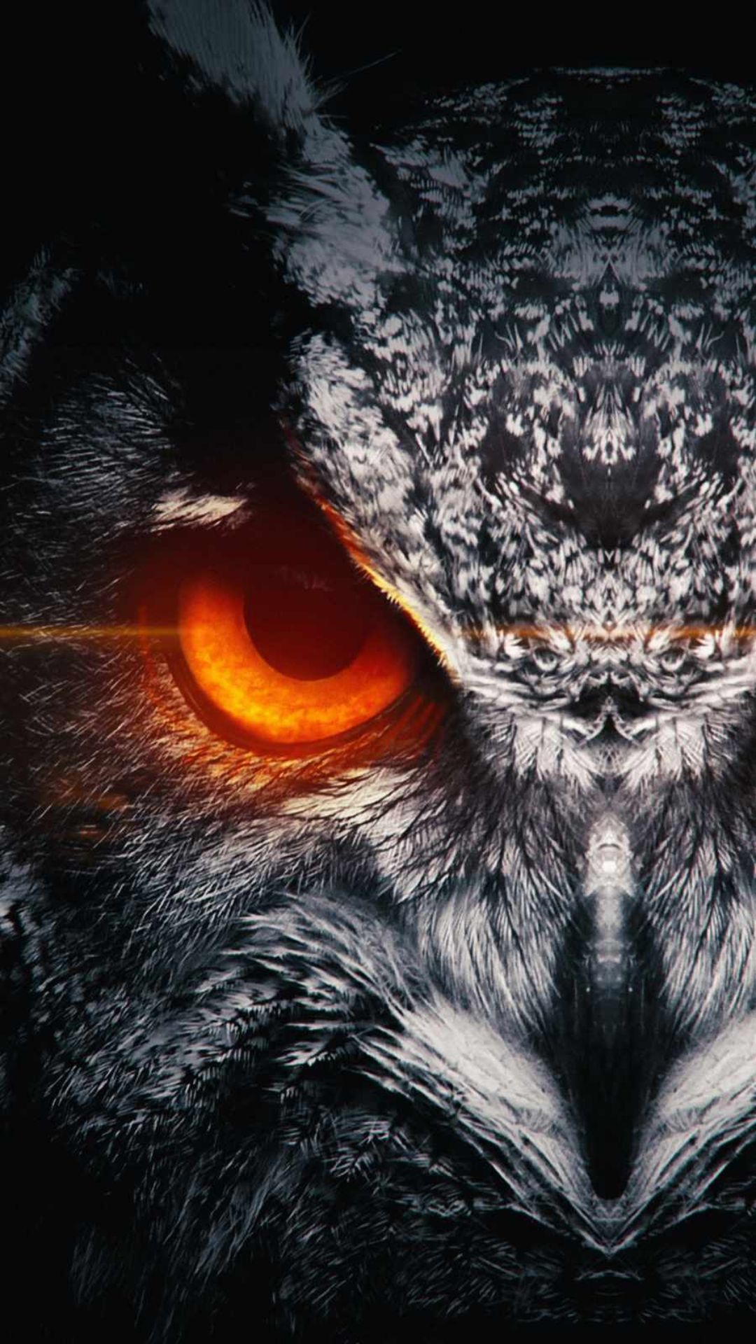Best Owl iPhone Wallpaper Download