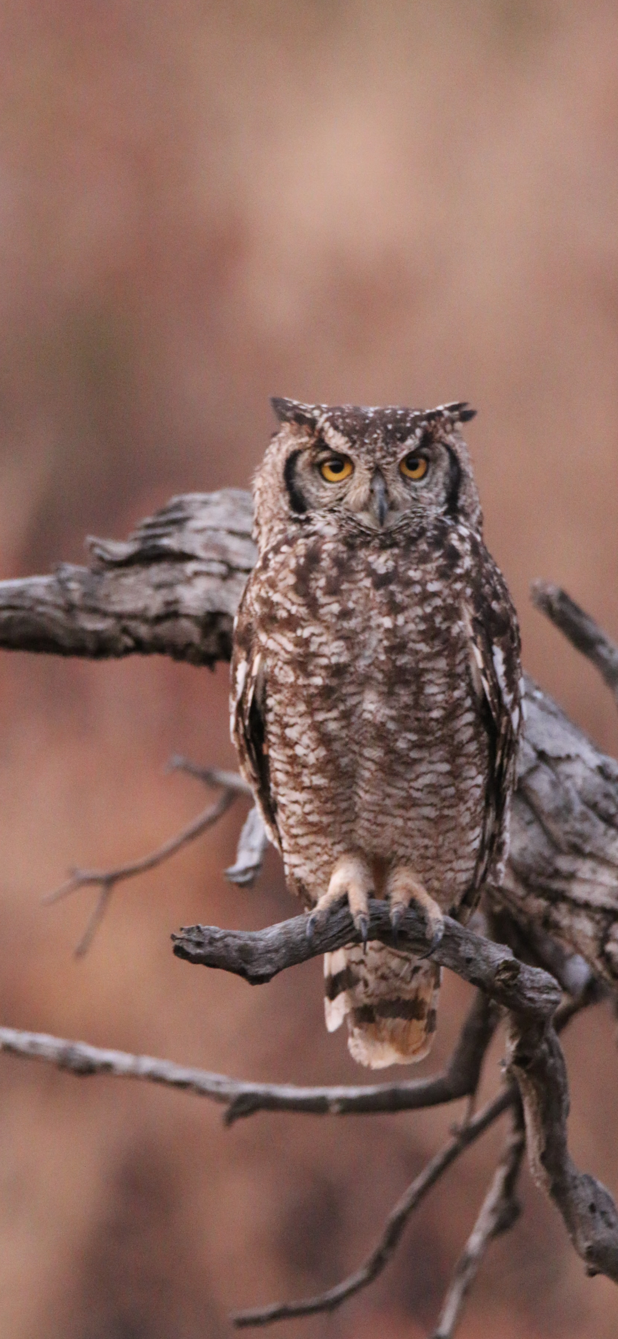 Owl Wallpaper for iPhone 11, Pro Max, X, 8, 7, 6