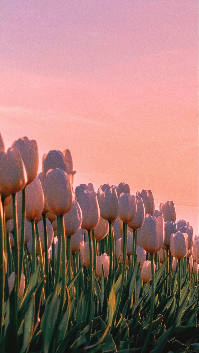 Tulips Aesthetic Wallpaper
