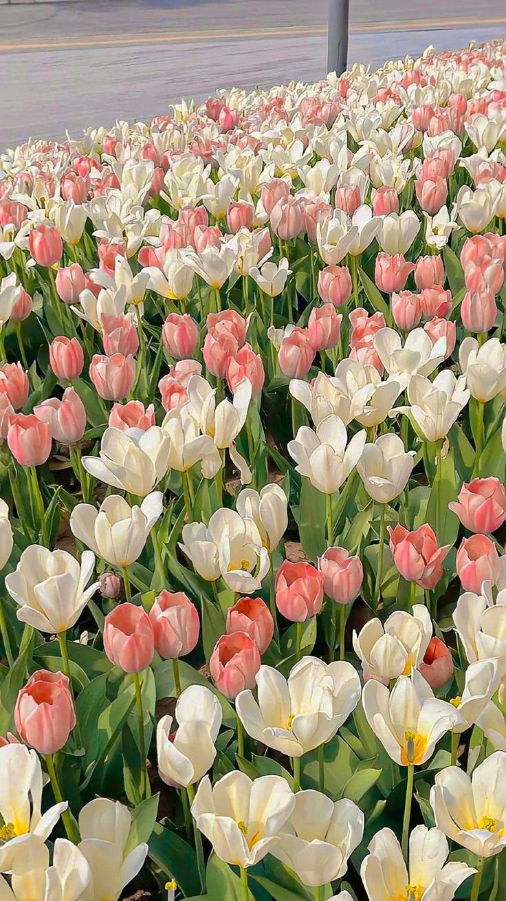 Tulips Aesthetic Wallpapers - Wallpaper Cave