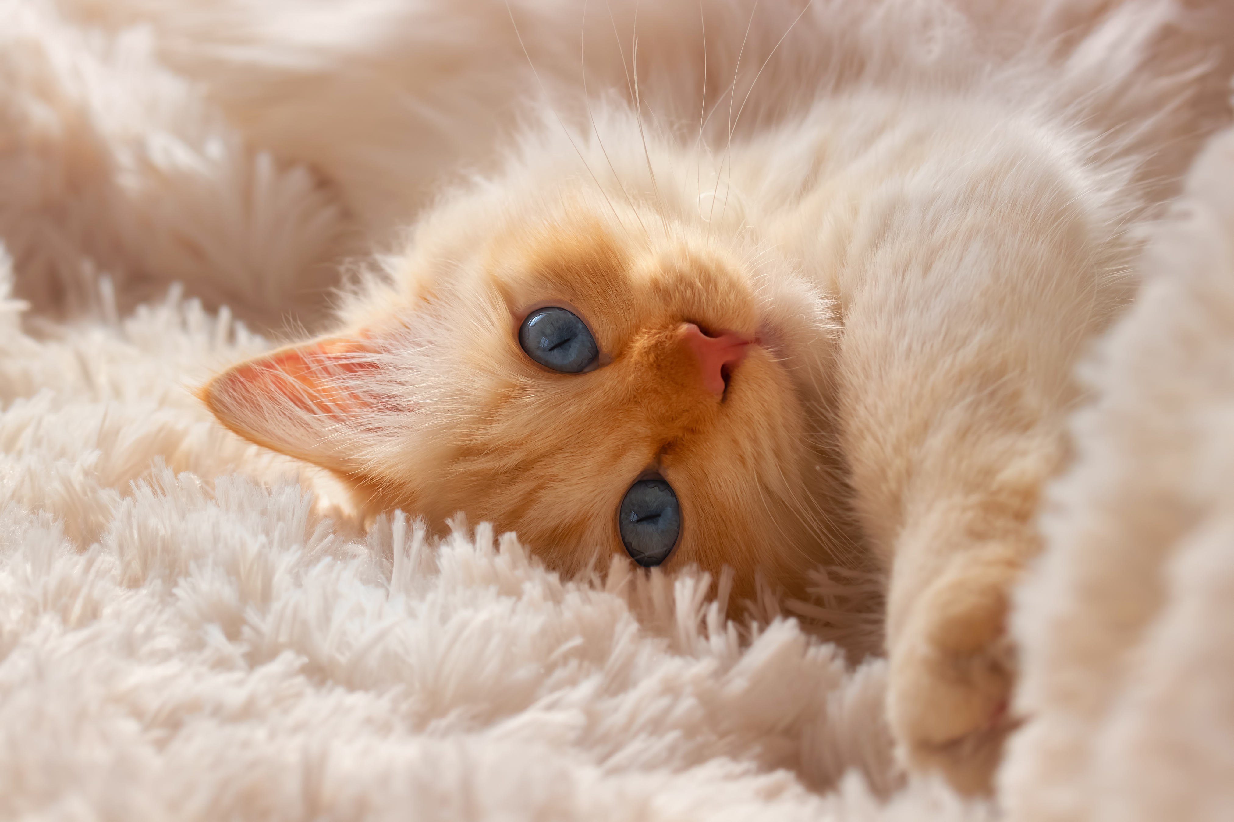 Animal Cat 4k Ultra HD Wallpaper