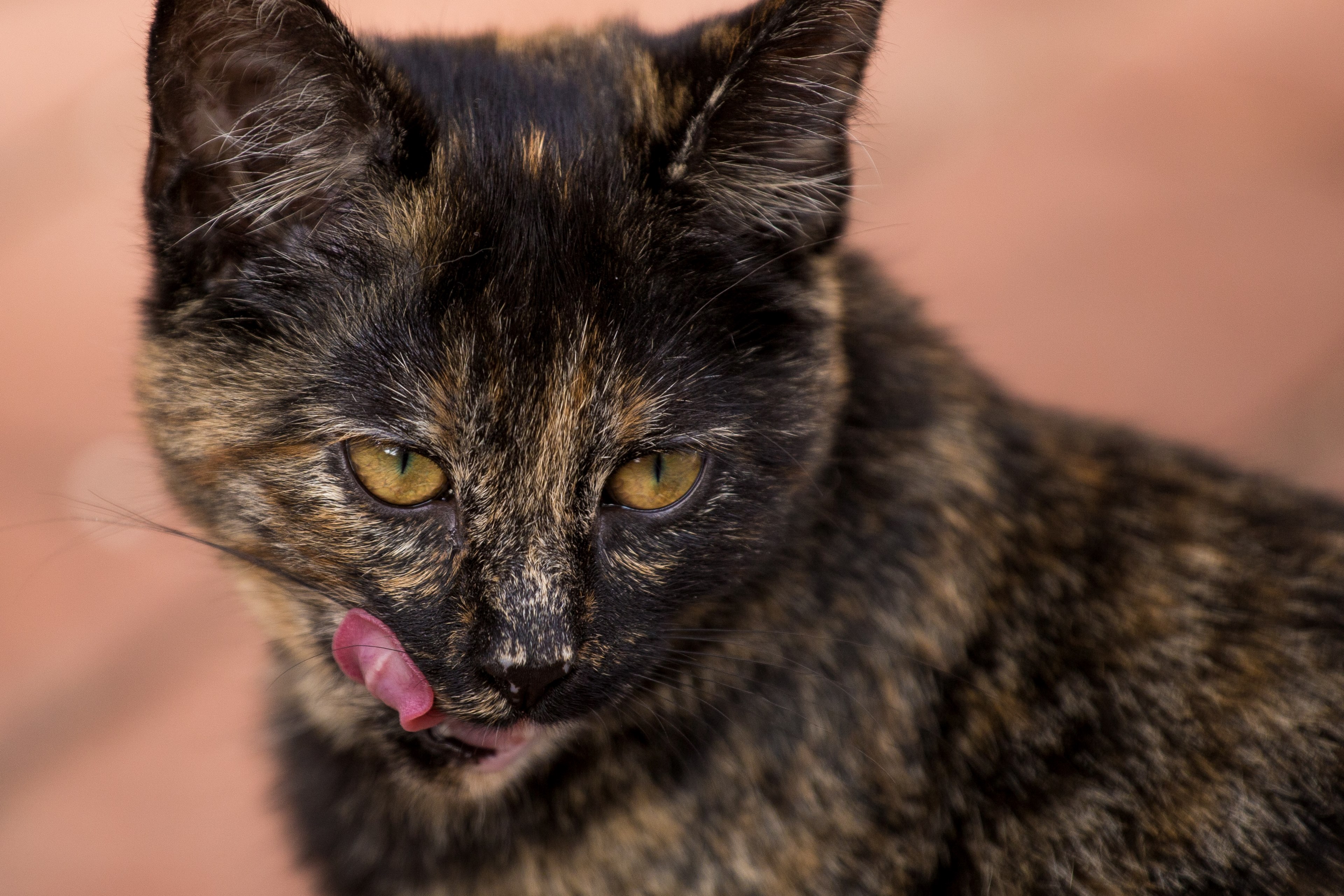 Wallpaper / cat 4k wallpaper free download