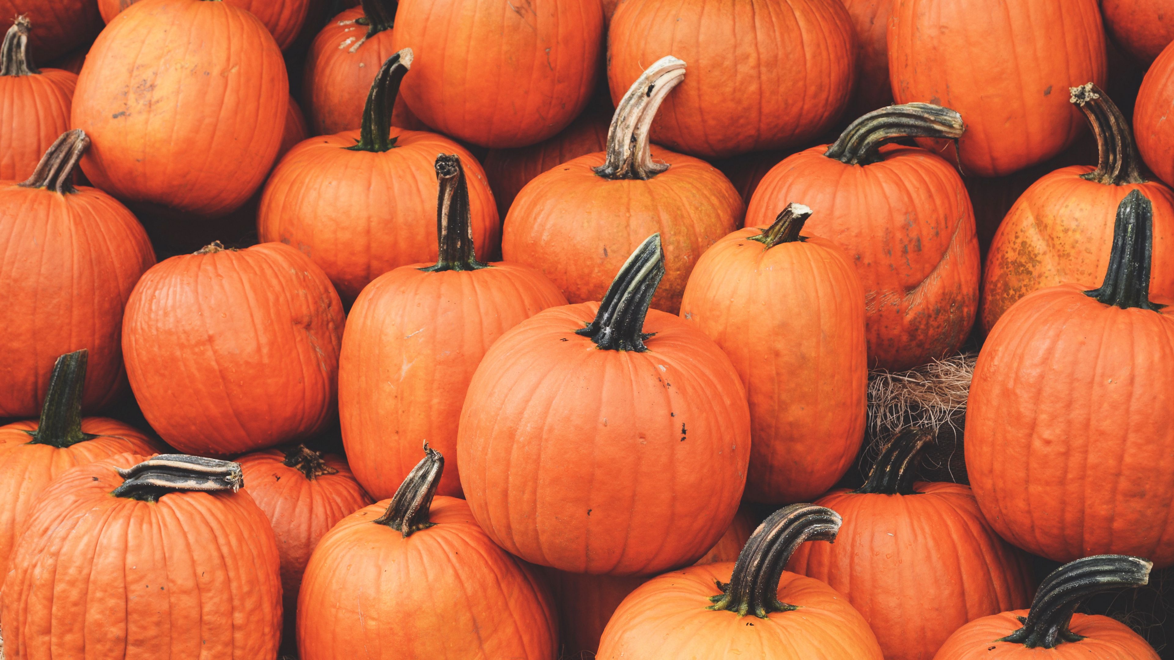 Download wallpaper 3840x2160 pumpkin, harvest, autumn, ripe, october 4k uhd 16:9 HD background