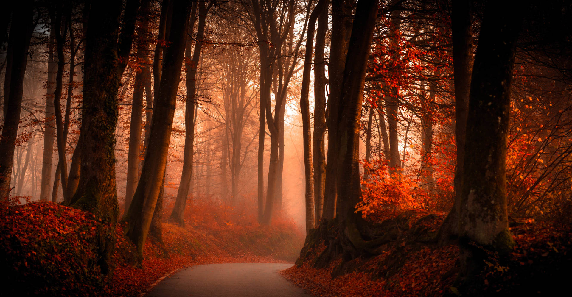 Download Dark Autumn And Foggy Forest Wallpaper