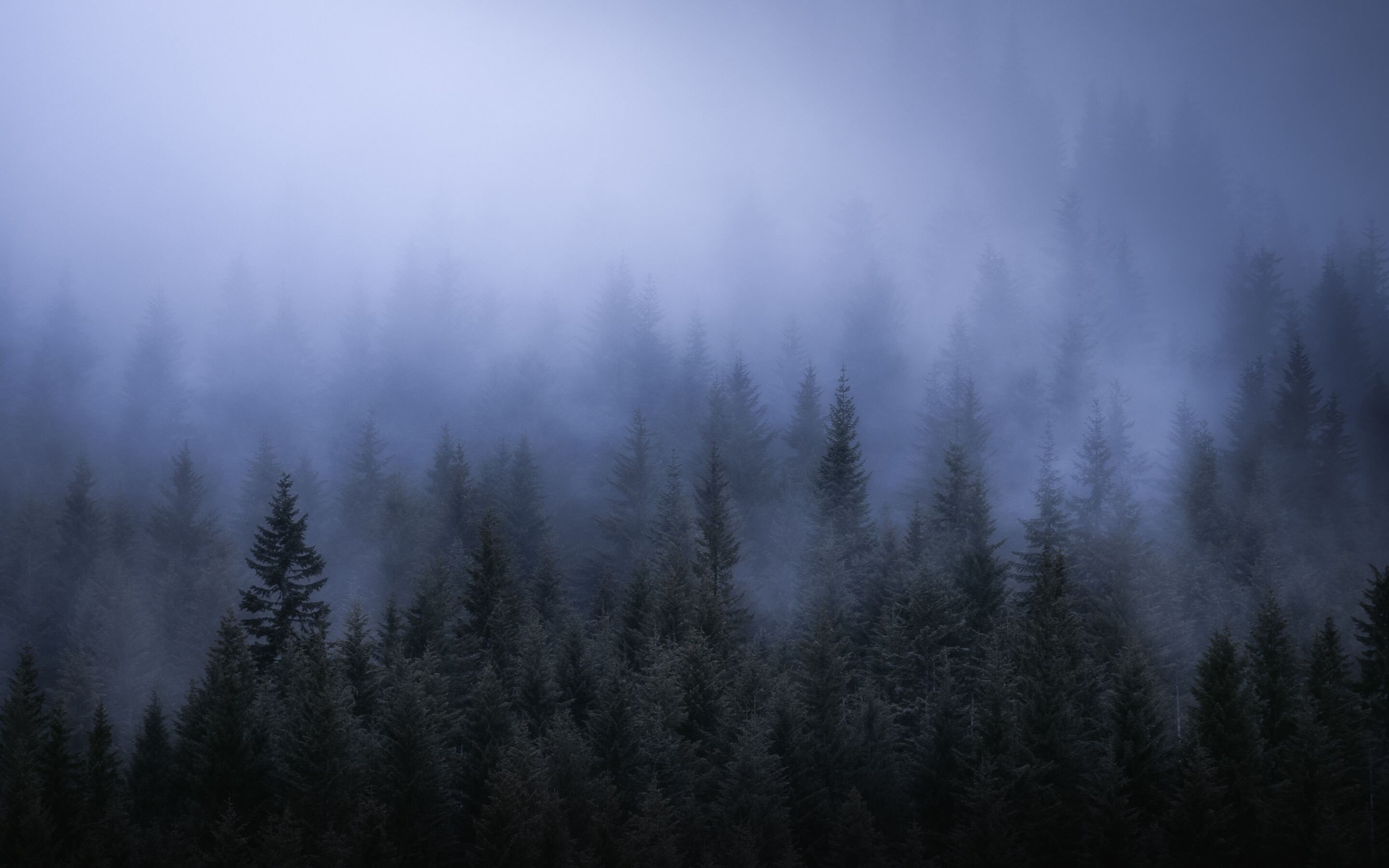 Fog Dark Forest Tress Landscape 5k Macbook Pro Retina HD 4k Wallpaper, Image, Background, Photo and Picture