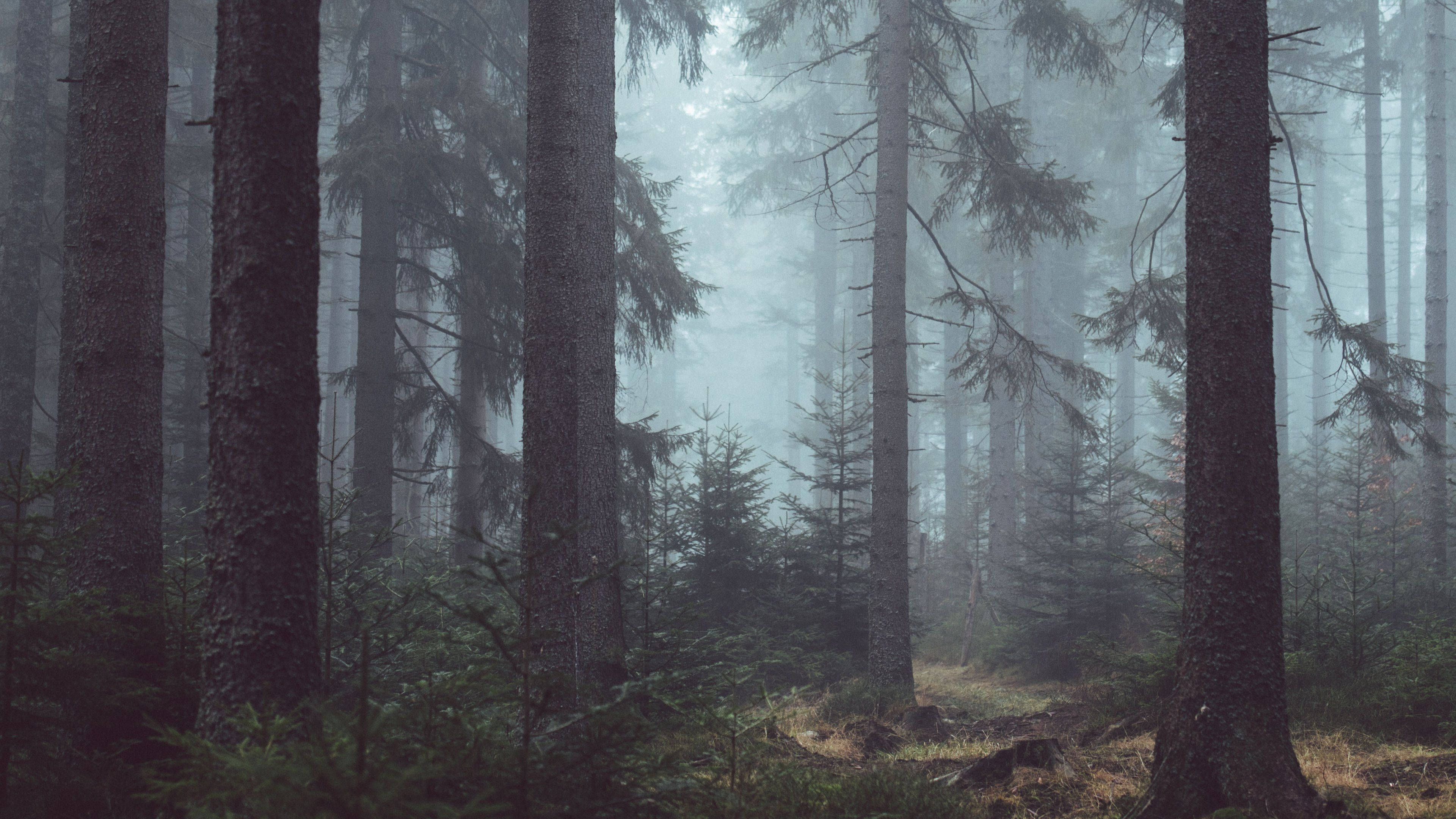 Download Gloomy Forest View Wallpaper