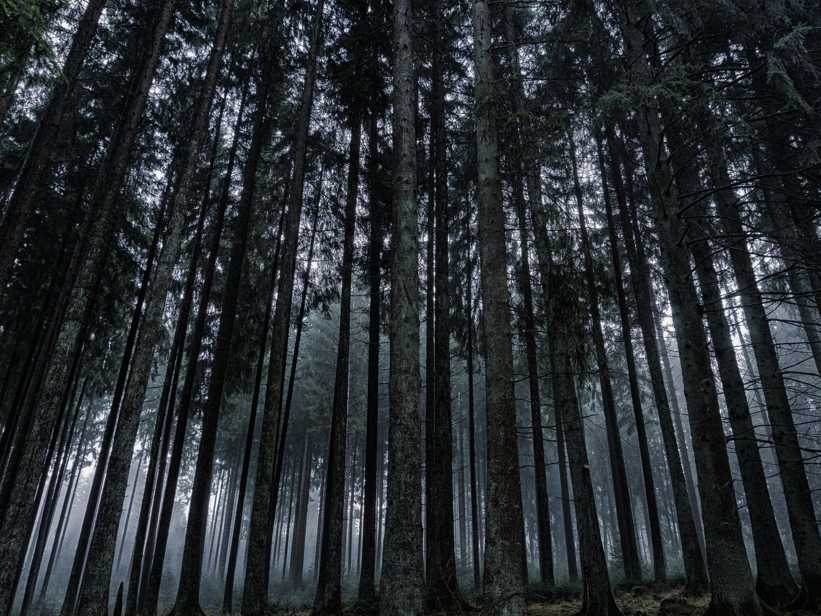 Dark Forest Wallpaper, Android & Desktop Background