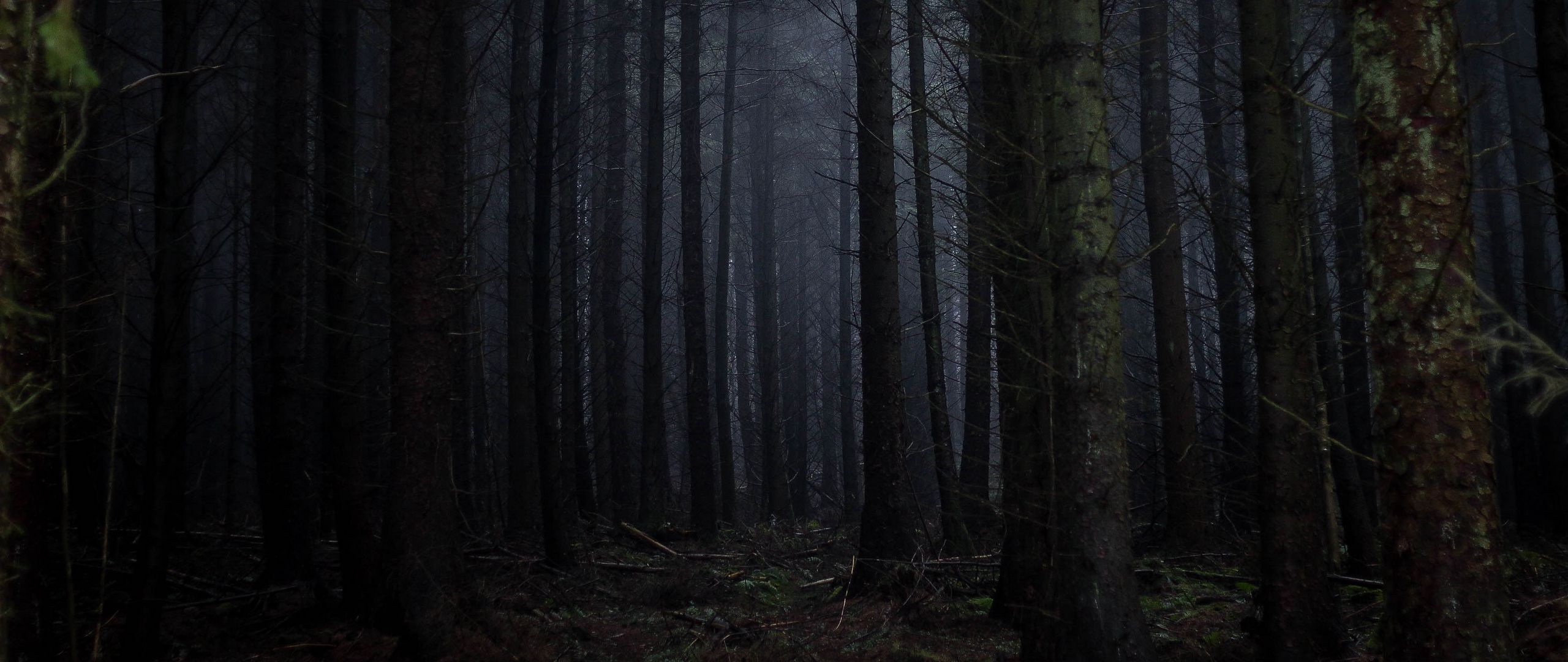 Download wallpaper 2560x1080 forest, fog, dark, trees, gloomy dual wide 1080p HD background