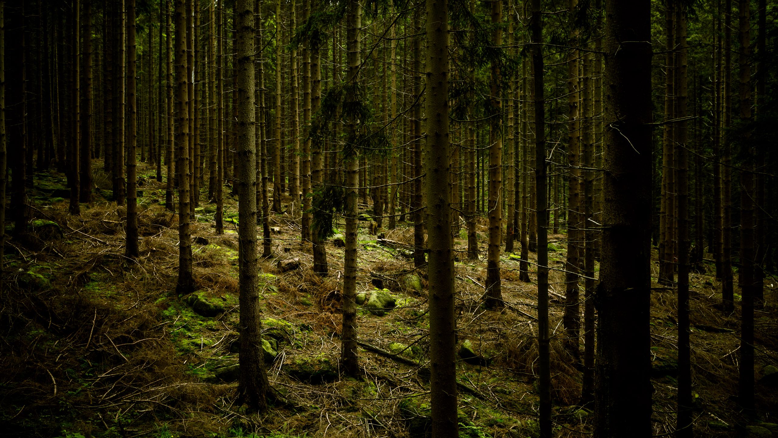 Download wallpaper 2560x1440 dark, forest, trees, gloomy widescreen 16:9 HD background