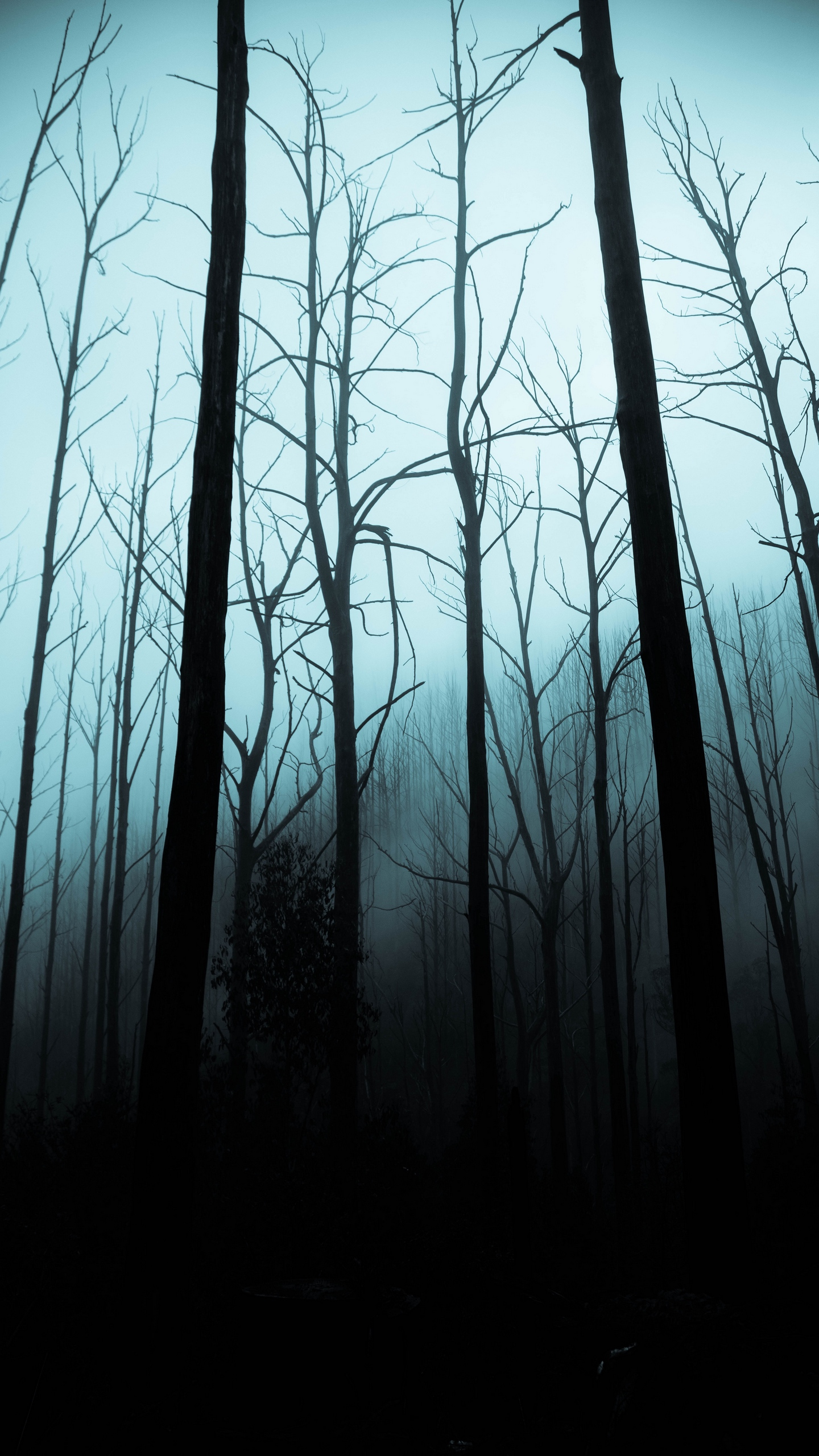 Dark Forest Wallpaper Download