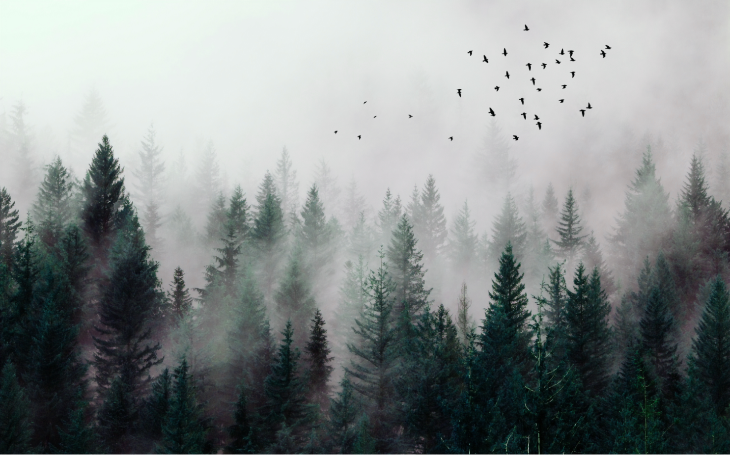 Dreamy Misty Forest Wall Covering • Wallmur® • Wallmur®