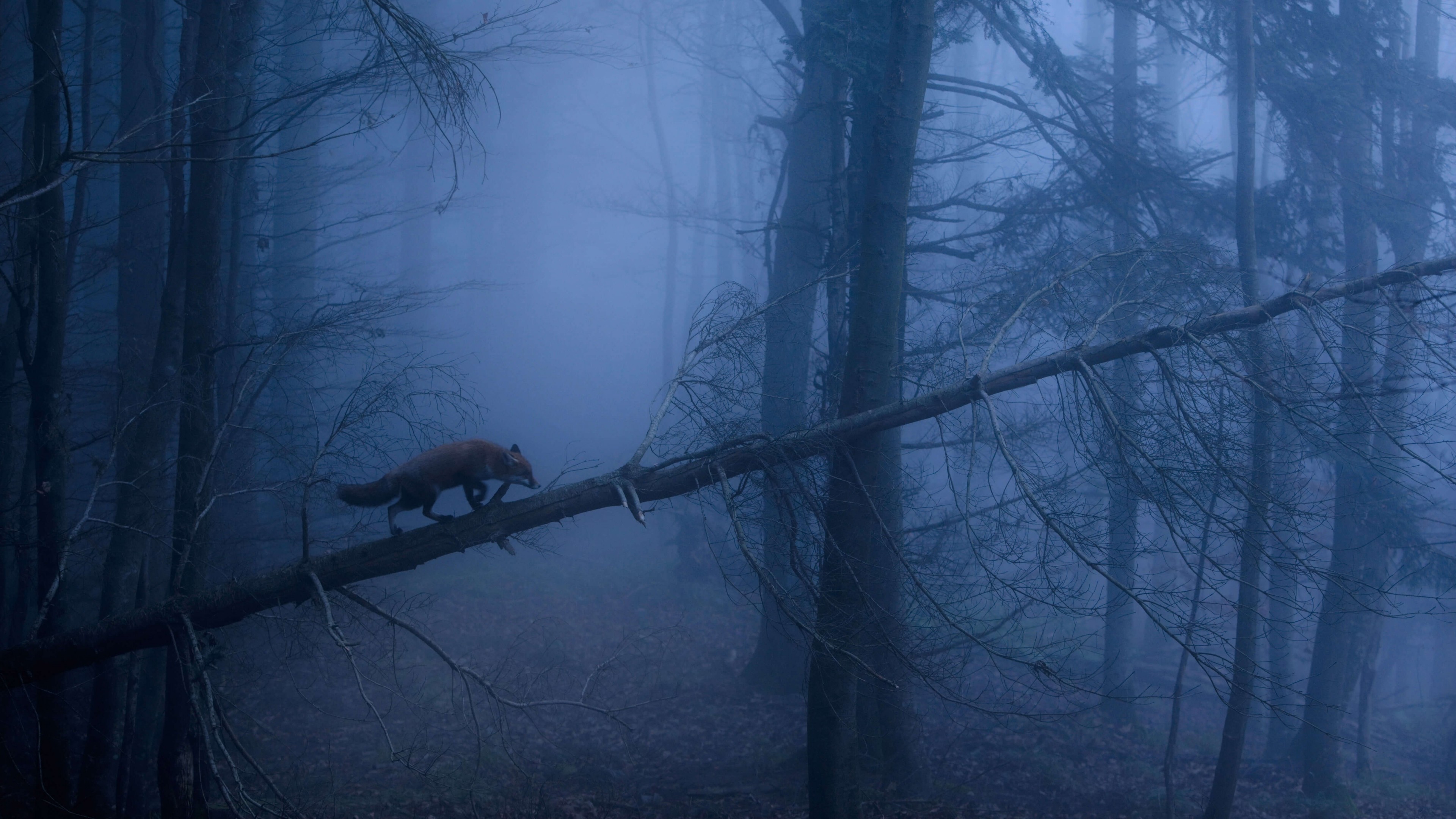 Wallpaper fox, dark, forest, fog, 5K, Animals