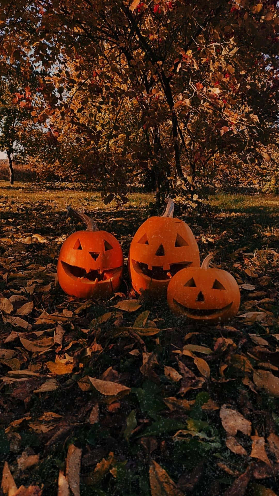 Download Jack O Lanterns Aesthetic Autumn Halloween Wallpaper