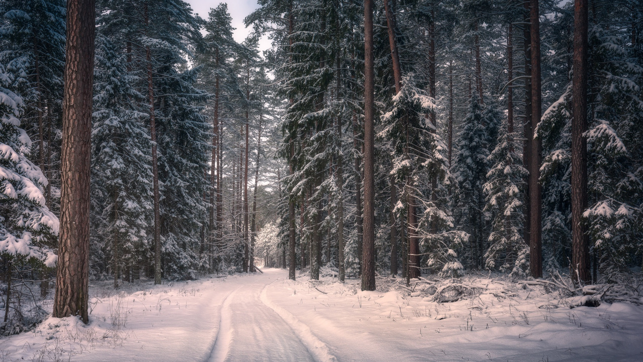 Download wallpaper winter, road, forest, snow, trees, Poland, Poland, Knyszyn Forest Landscape Park, Knyszyn Forest, section nature in resolution 1280x720