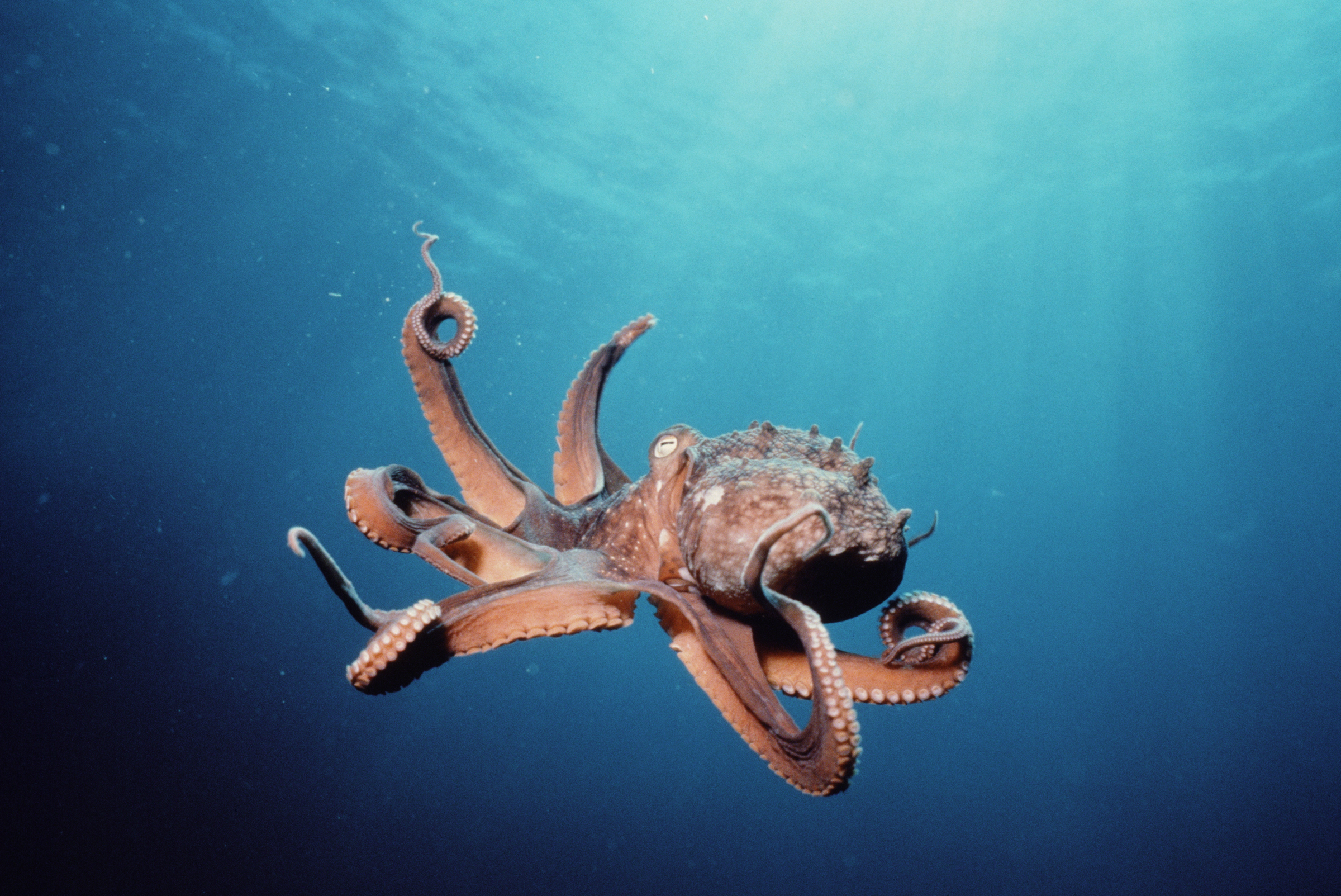 Download Octopus wallpaper for mobile phone, free Octopus HD picture
