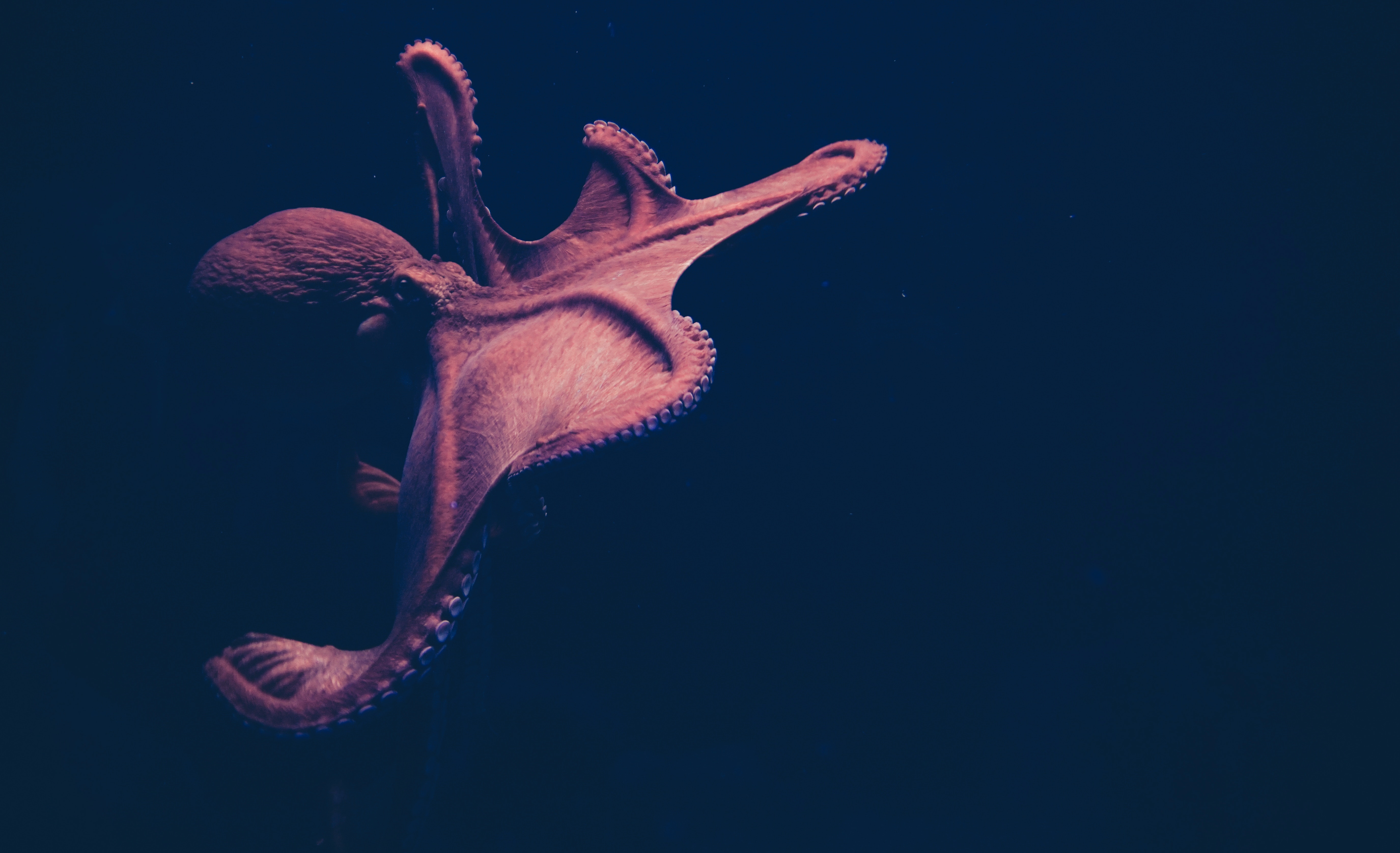 Animal Octopus 4k Ultra HD Wallpaper
