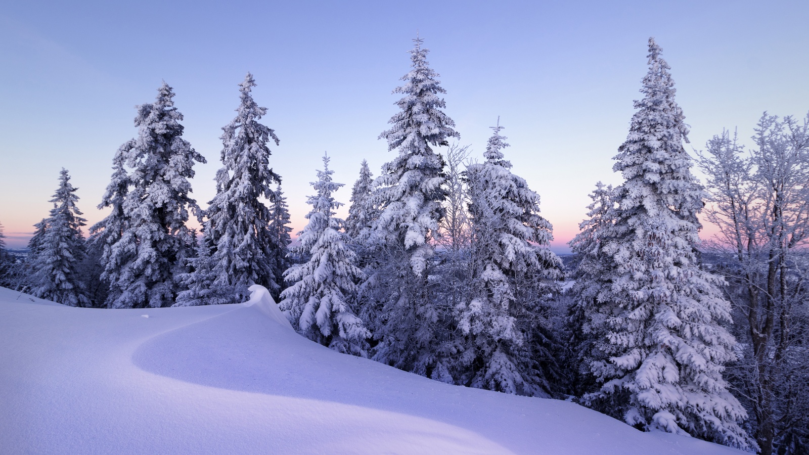 Winter Wallpaper 4K, Snow, Pine trees, Evening, Cold