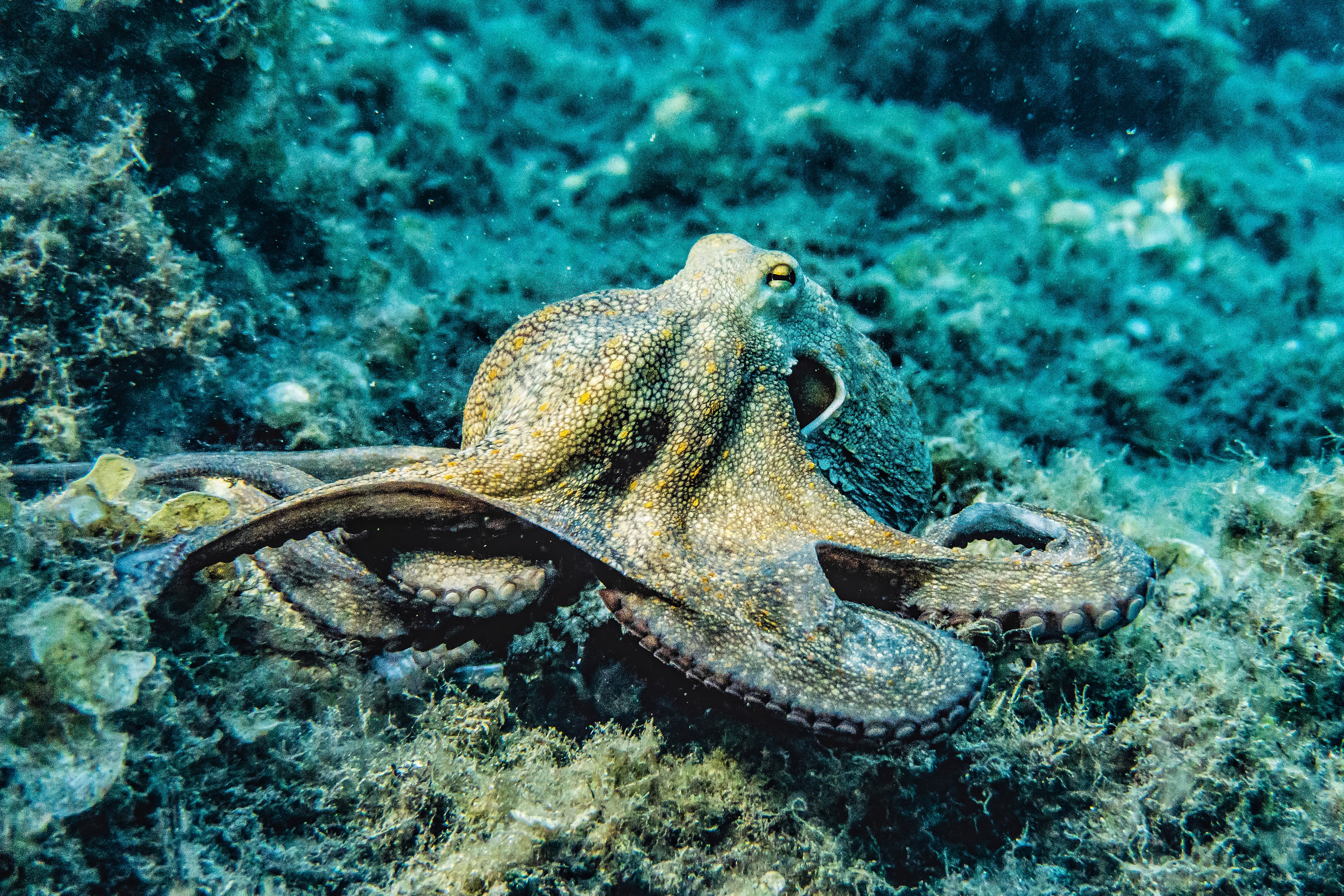 Octopus Photo, Download The BEST Free Octopus & HD Image