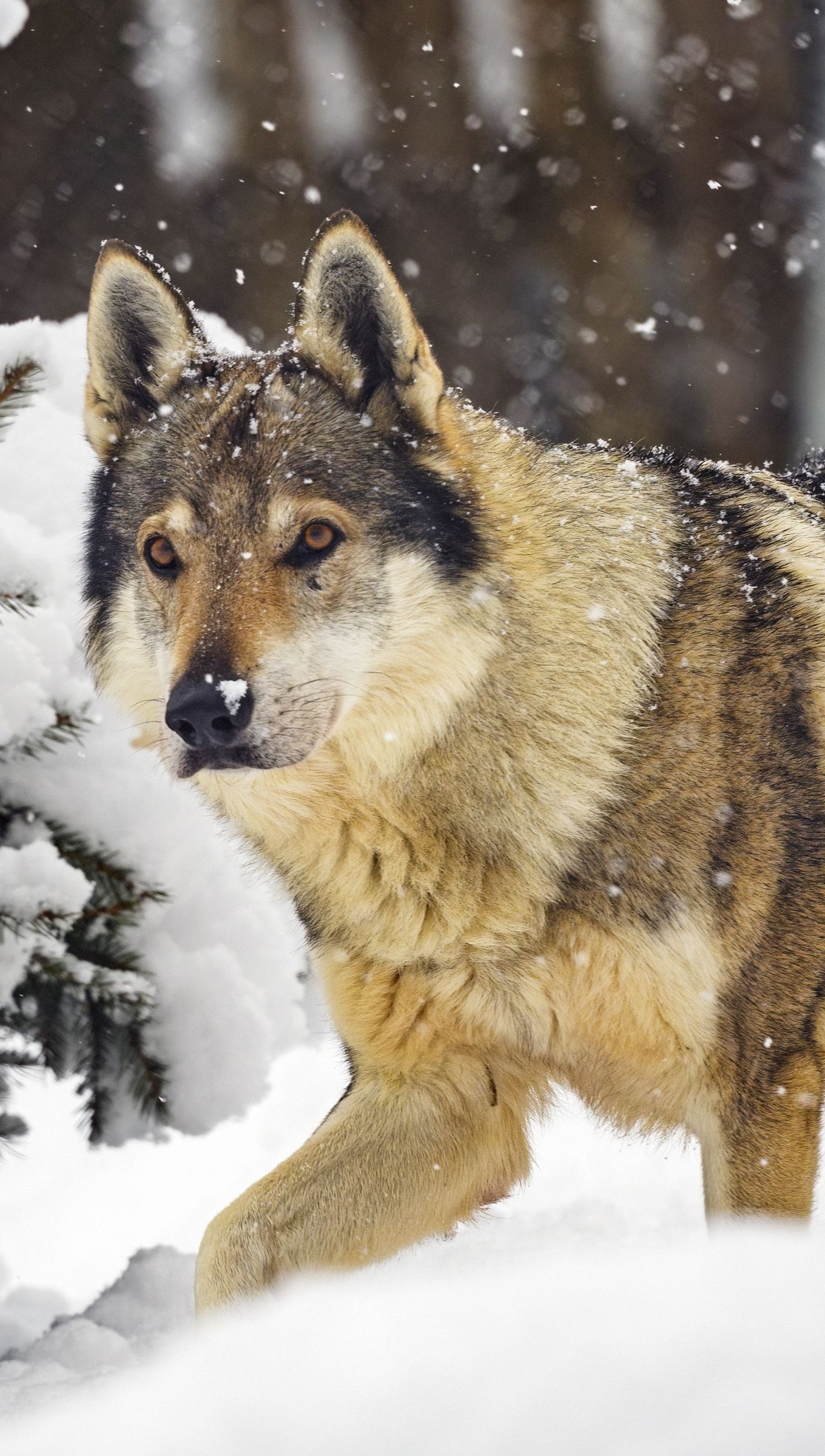 Wolf in the snow Wallpaper 4k Ultra HD