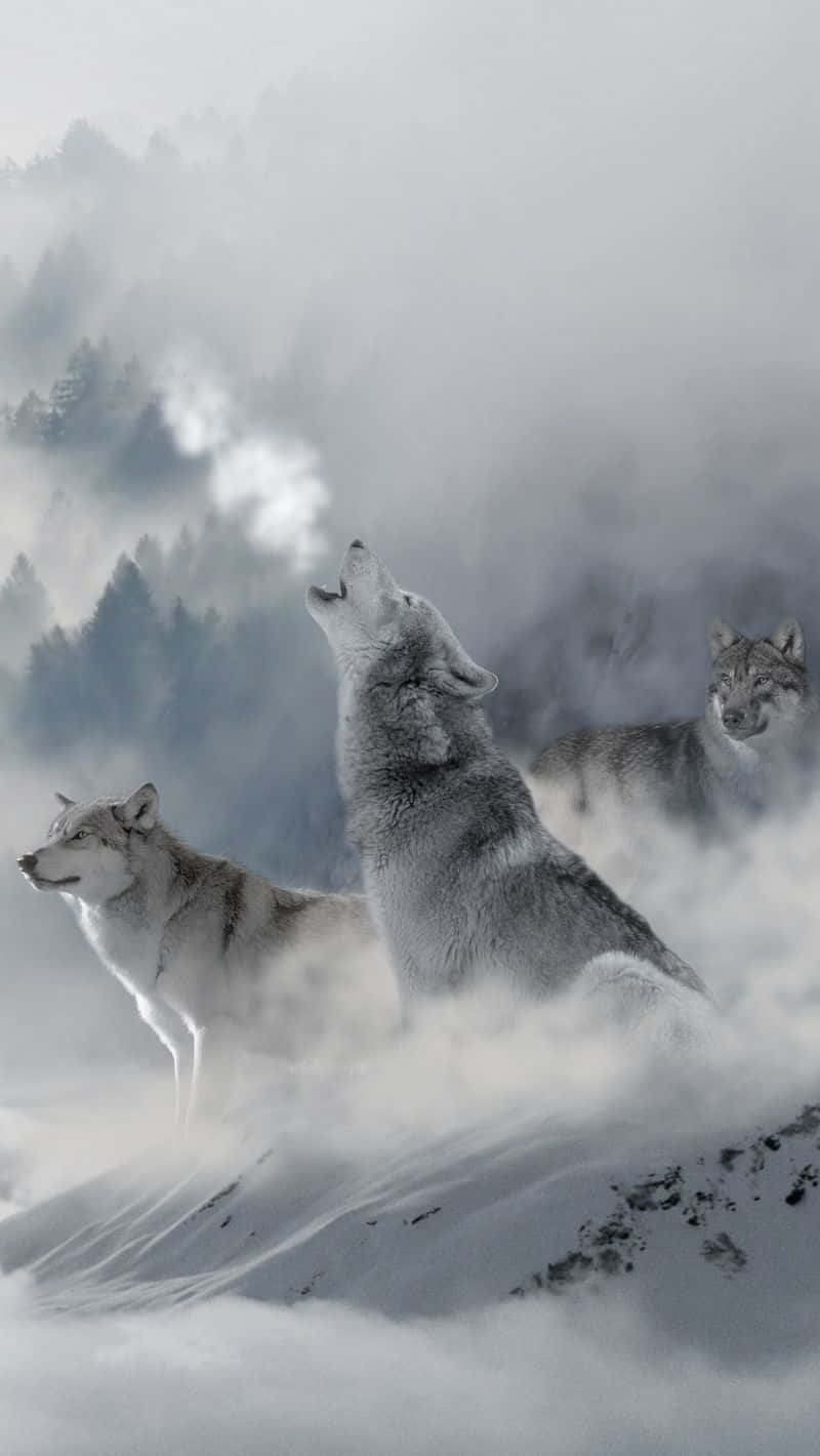 Download Wolf iPhone Mist Growling Wallpaper