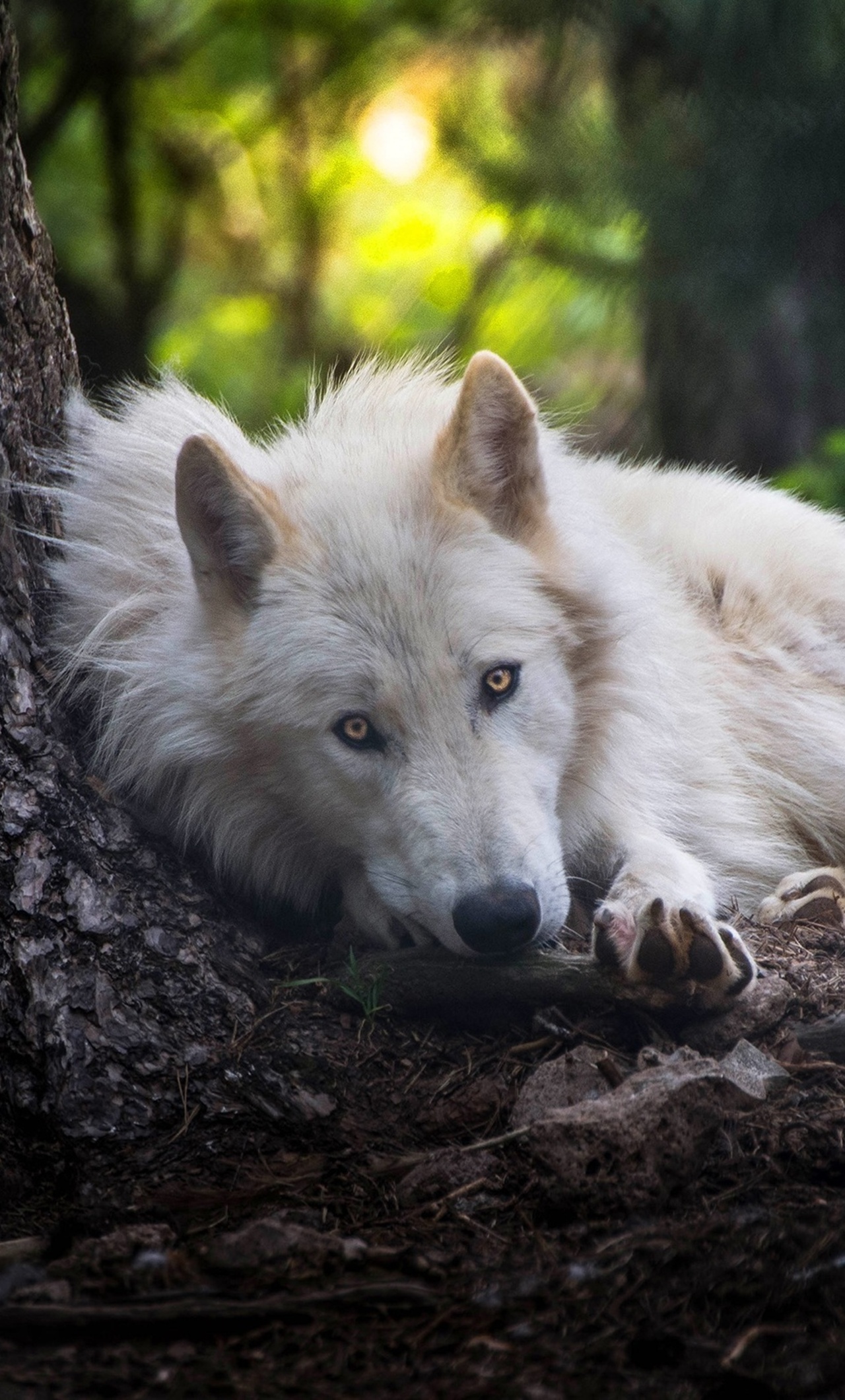 White Wolf iPhone HD 4k Wallpaper, Image, Background, Photo and Picture