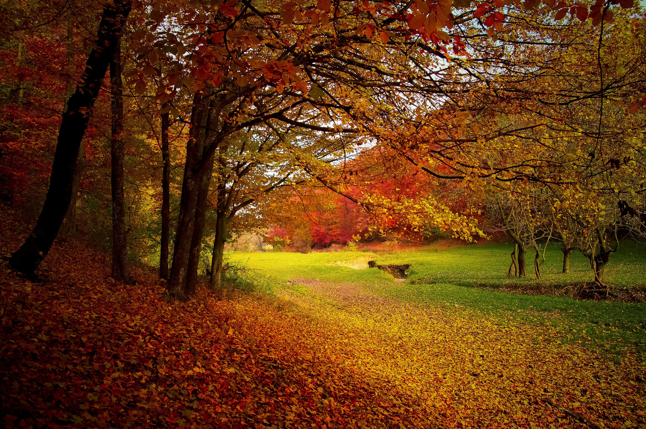 Autumn Trees Fall Chromebook Pixel HD 4k Wallpaper, Image, Background, Photo and Picture