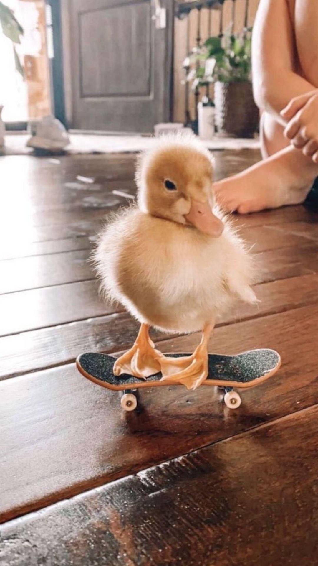 Baby Duck Learns to Ice Skate Wallpaper