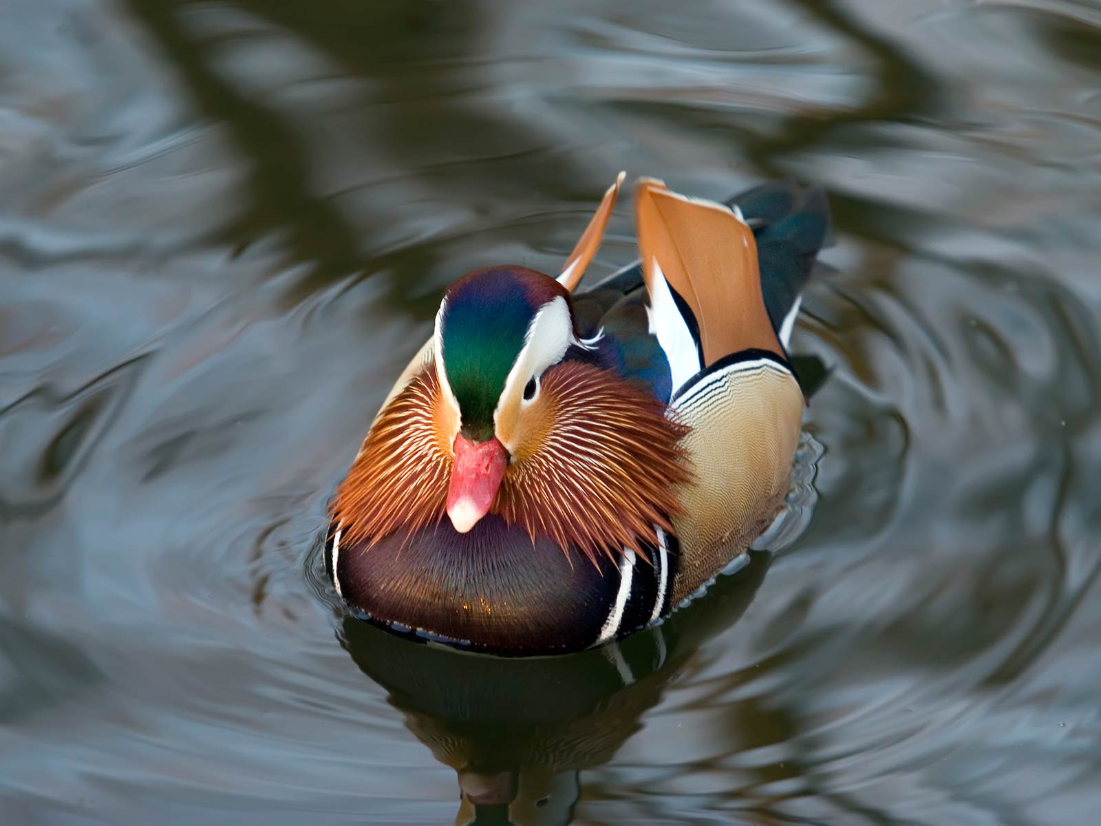 Duck HD Wallpaper and Background