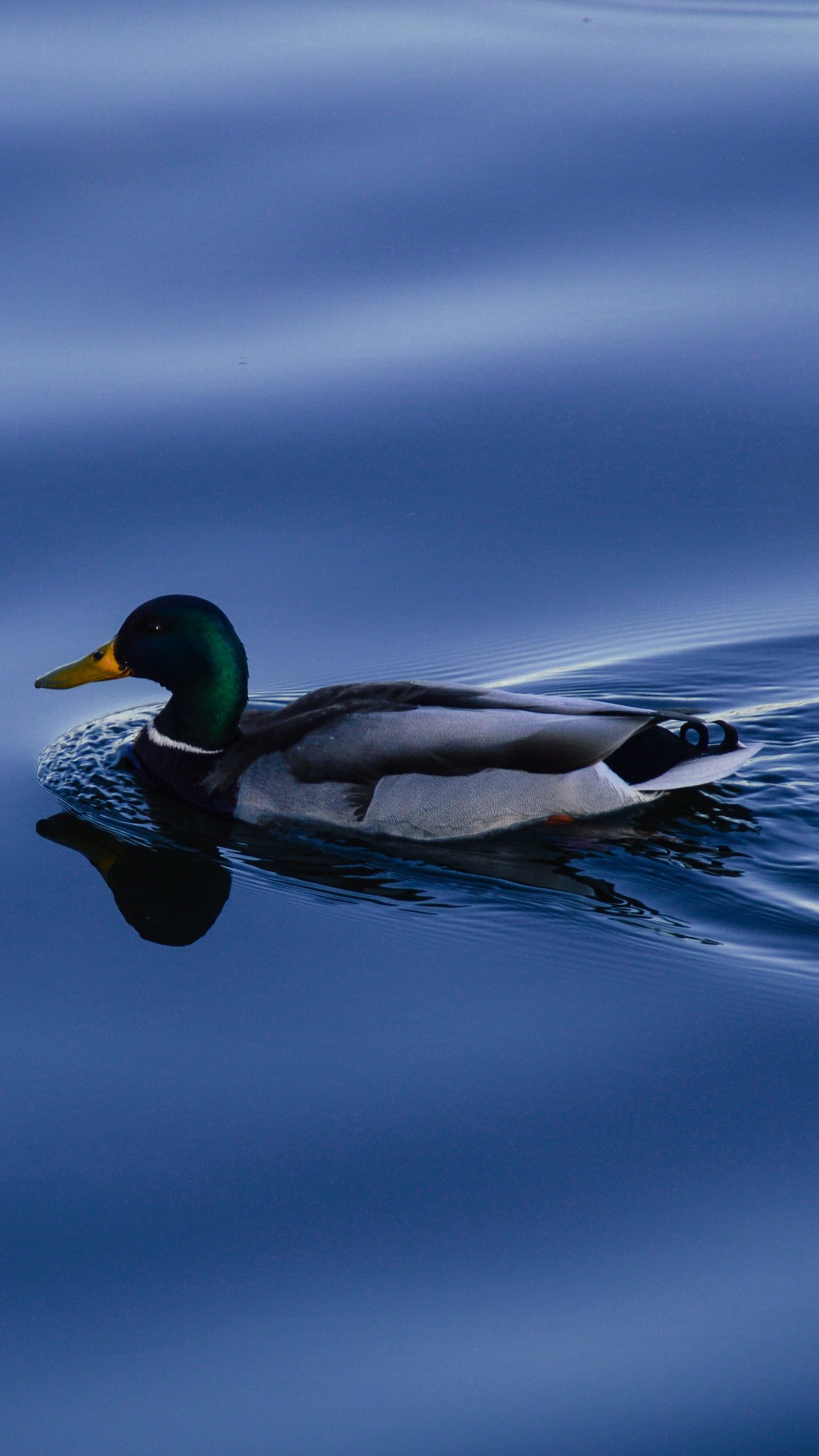 Duck on Blue Water Wallpaper, Android & Desktop Background