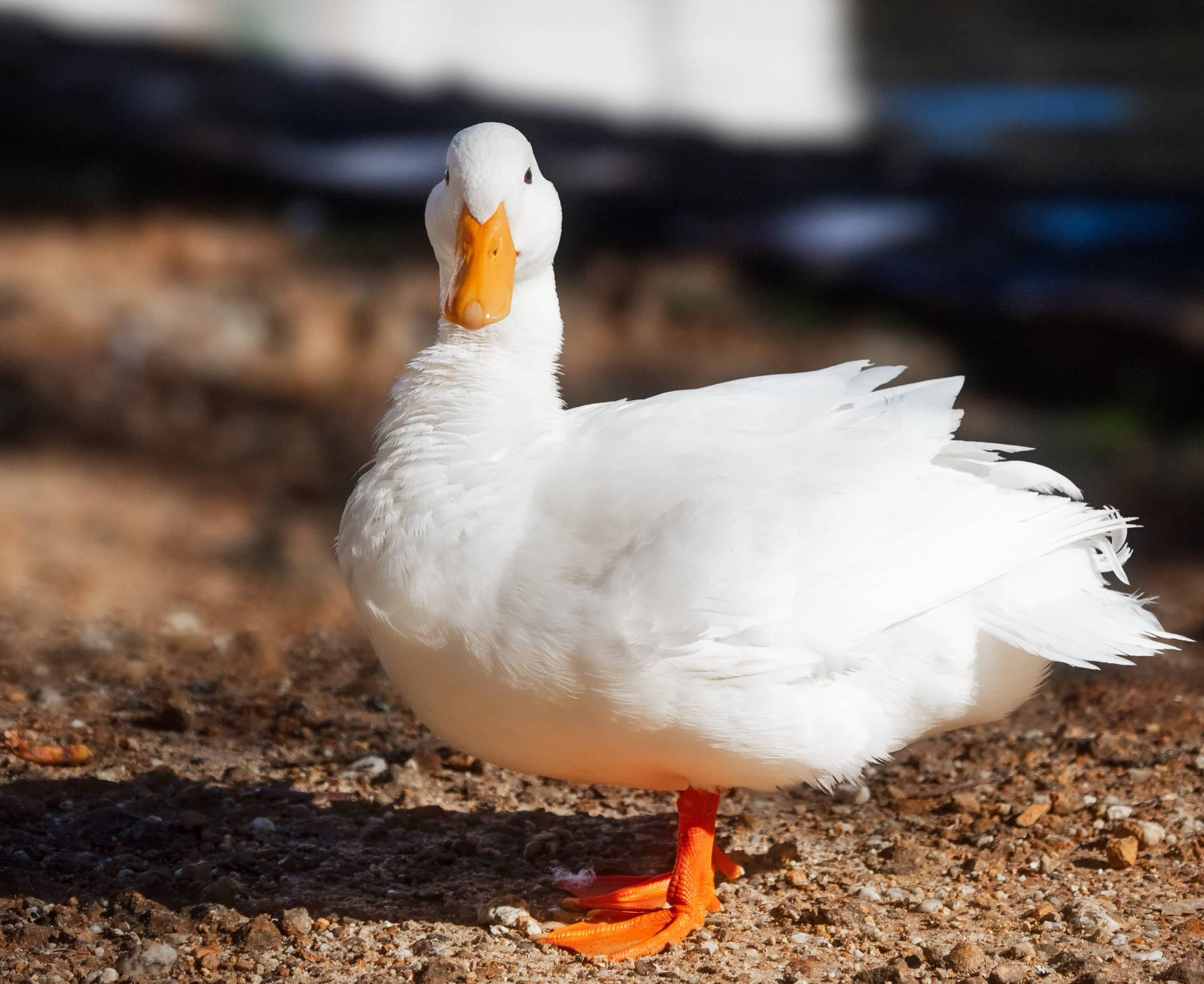 White Duck Wallpaper