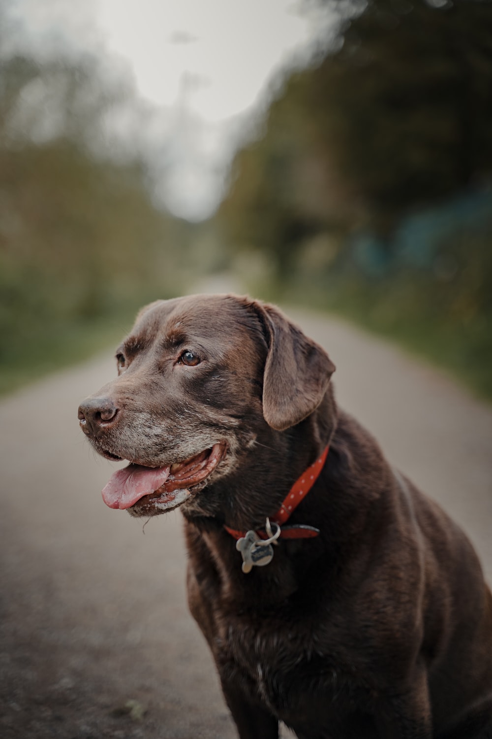 Chocolate Labrador Picture. Download Free Image
