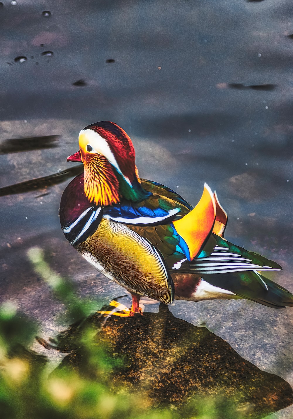 Mandarin Duck Picture. Download Free Image