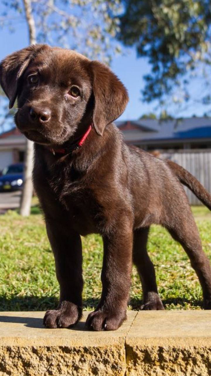 Chocolate lab puppy Wallpaper Download